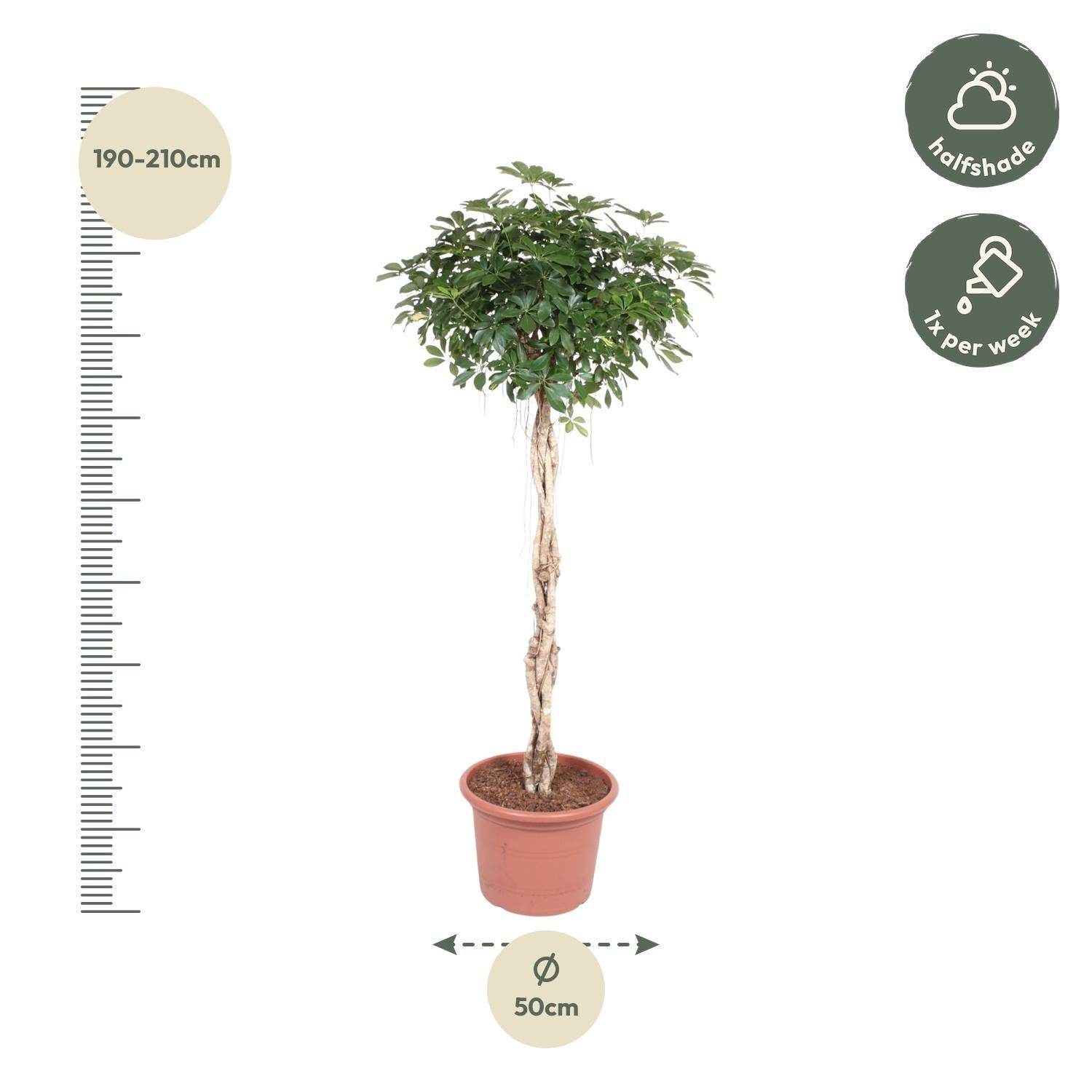 Schefflera Arboricola Compacta Zimmerpflanze mit geflochtenem Stamm