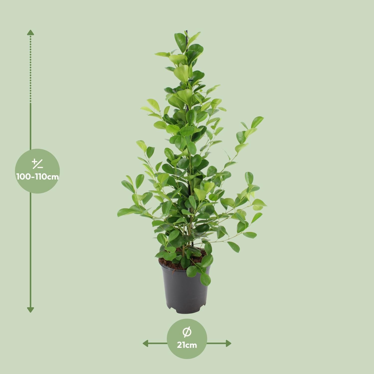 Ficus Microcarpa Moclame Zimmerpflanze