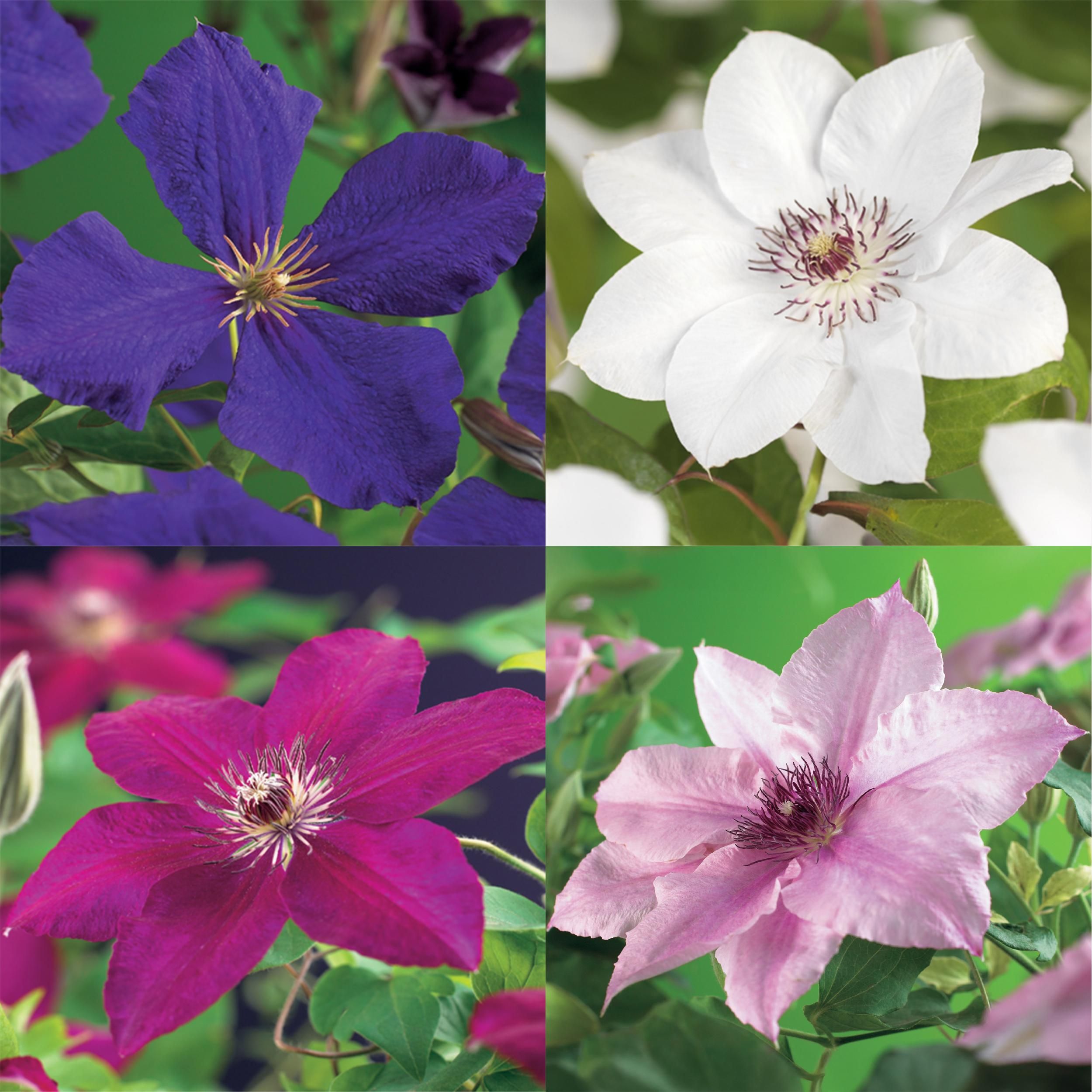 Clematis Rainbow Kletterpflanze – Rosa Weiß Lila Rot Blüte – Wenig Pflege