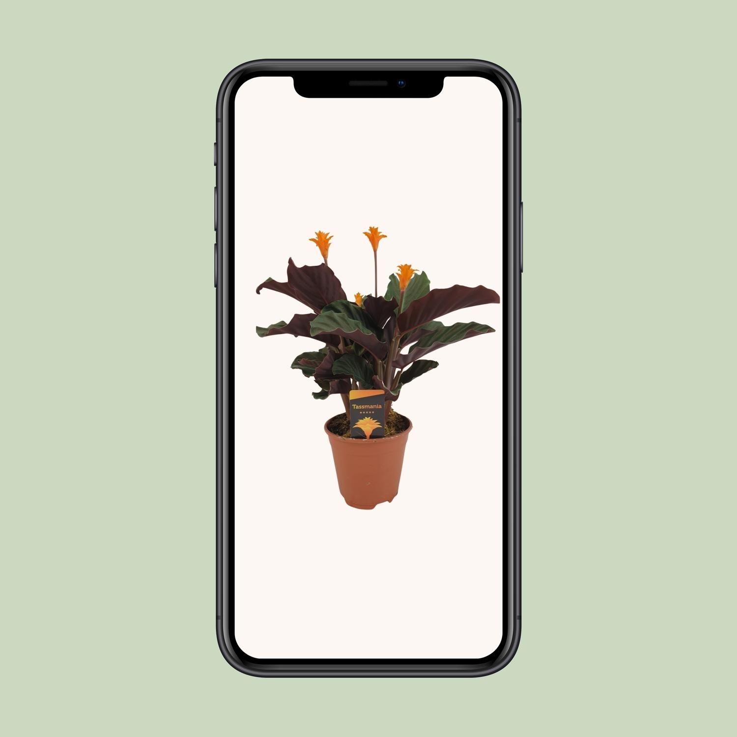 Calathea Crocata Zimmerpflanze mit buntem Laub