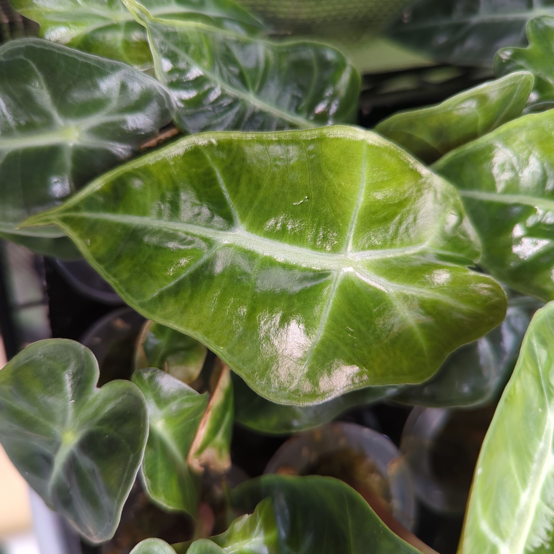 Alocasia sanderiana Dwarf Amazonica + selbstbewässernder Übertopf