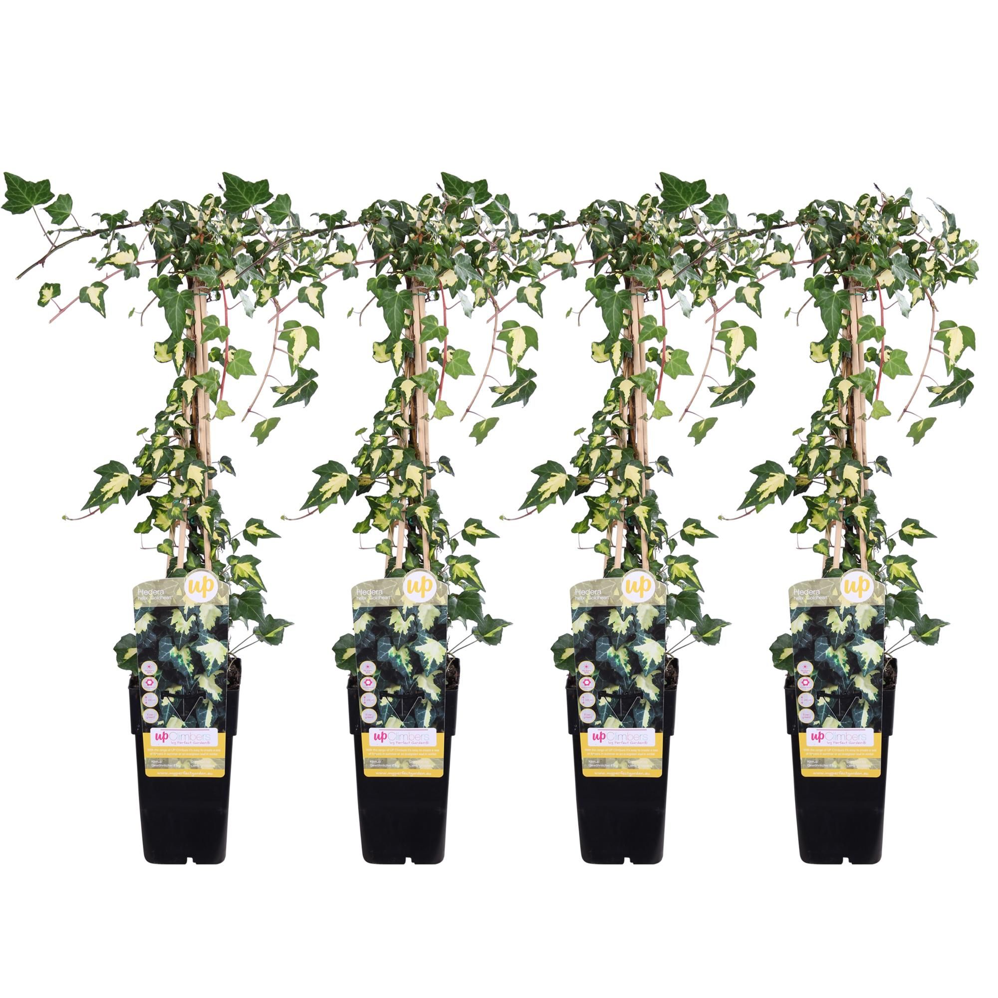 Hedera Kolchika 'Dentata Variegata' Kletterpflanze im Set