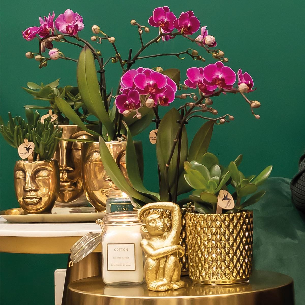 Dracaena Zimmerpflanzen Set