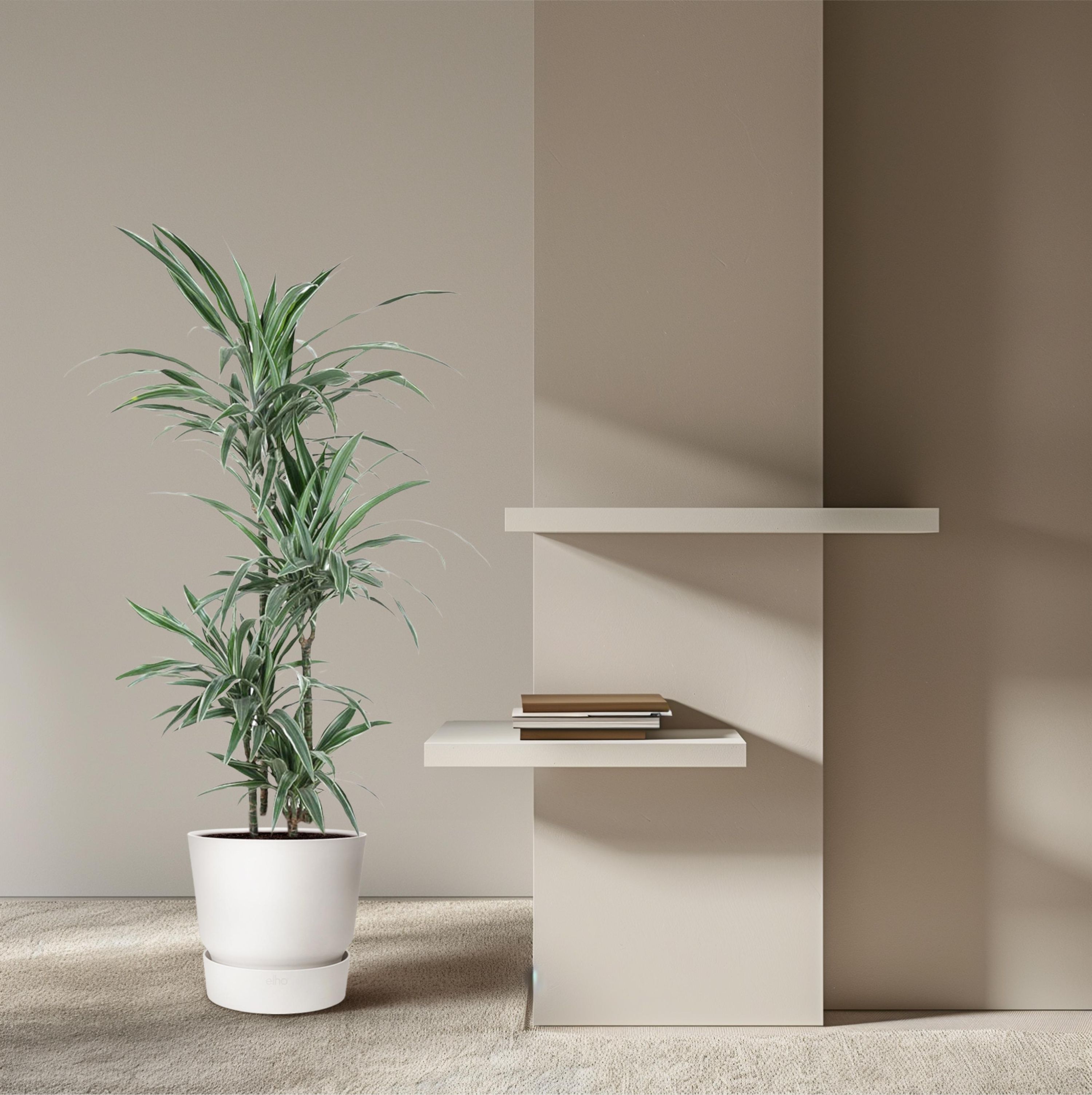 Dracaena Warneckei Zimmerpflanze