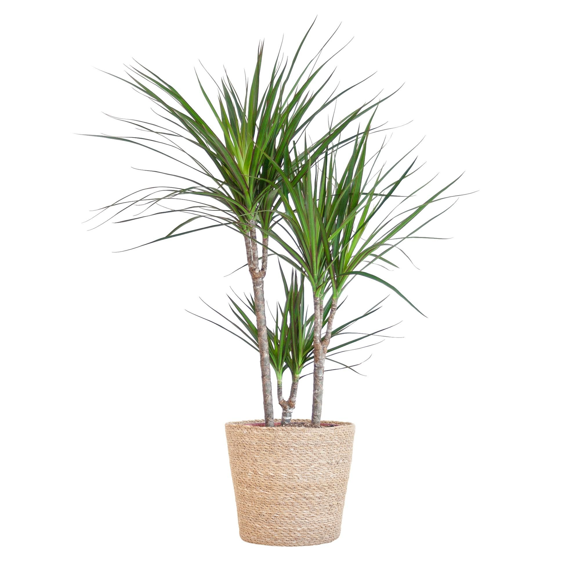 Dracaena Marginata Zimmerpflanze mit natürlichem Jutekorb
