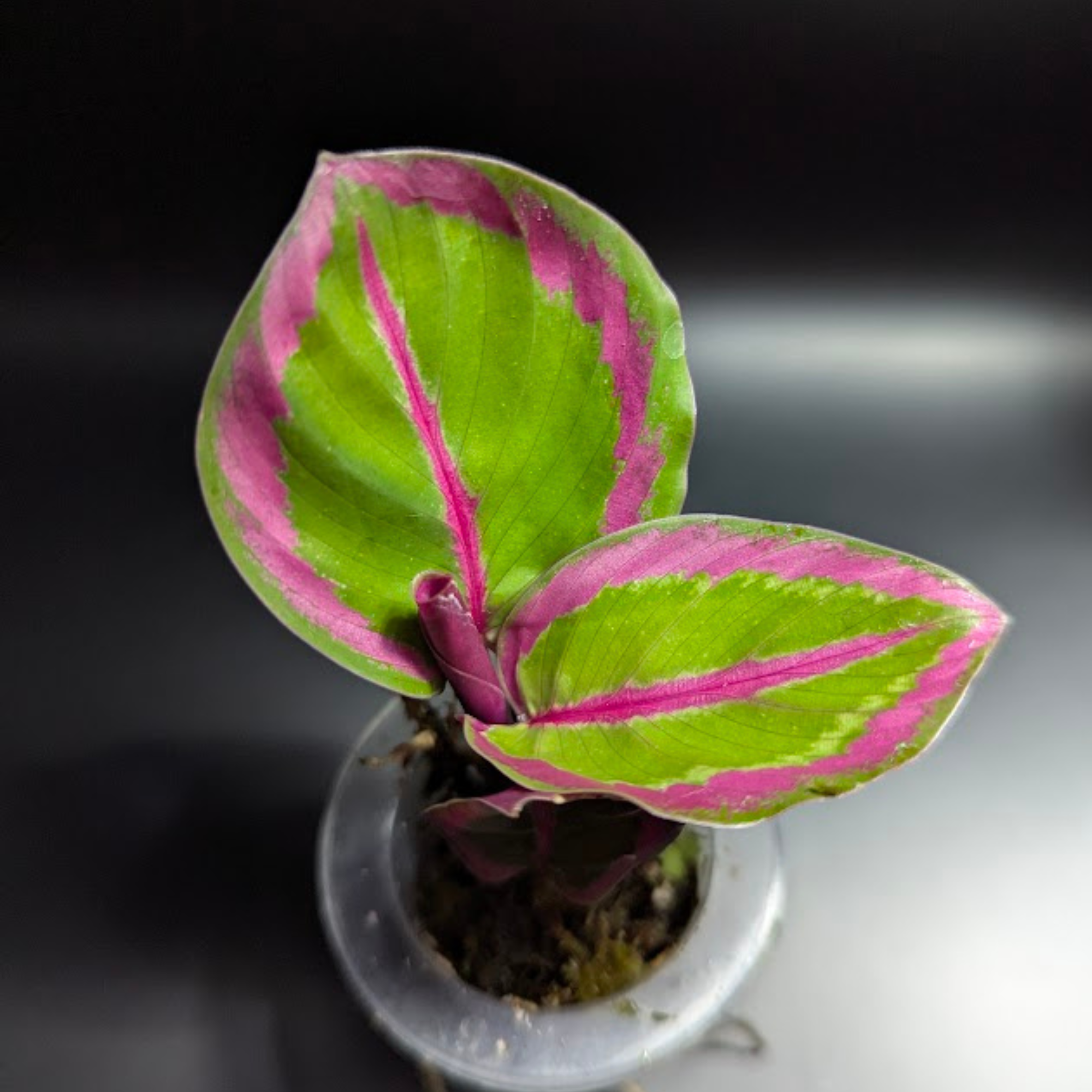 Baby Calathea roseopicta Princess Jessie + selbstbewässernder Übertopf