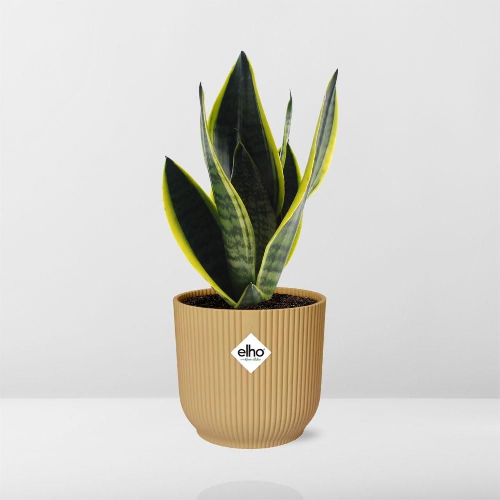 Sansevieria Futura Superba Zimmerpflanze