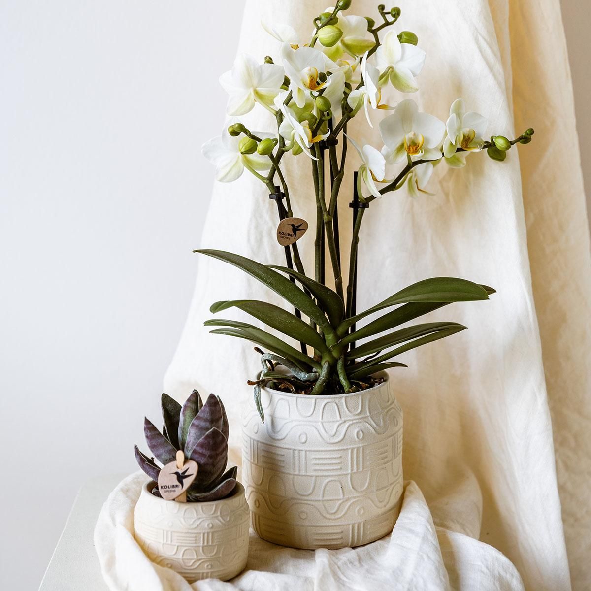 Hyroglyph Dekotopf | Blumentopf | Off White | Ø9cm