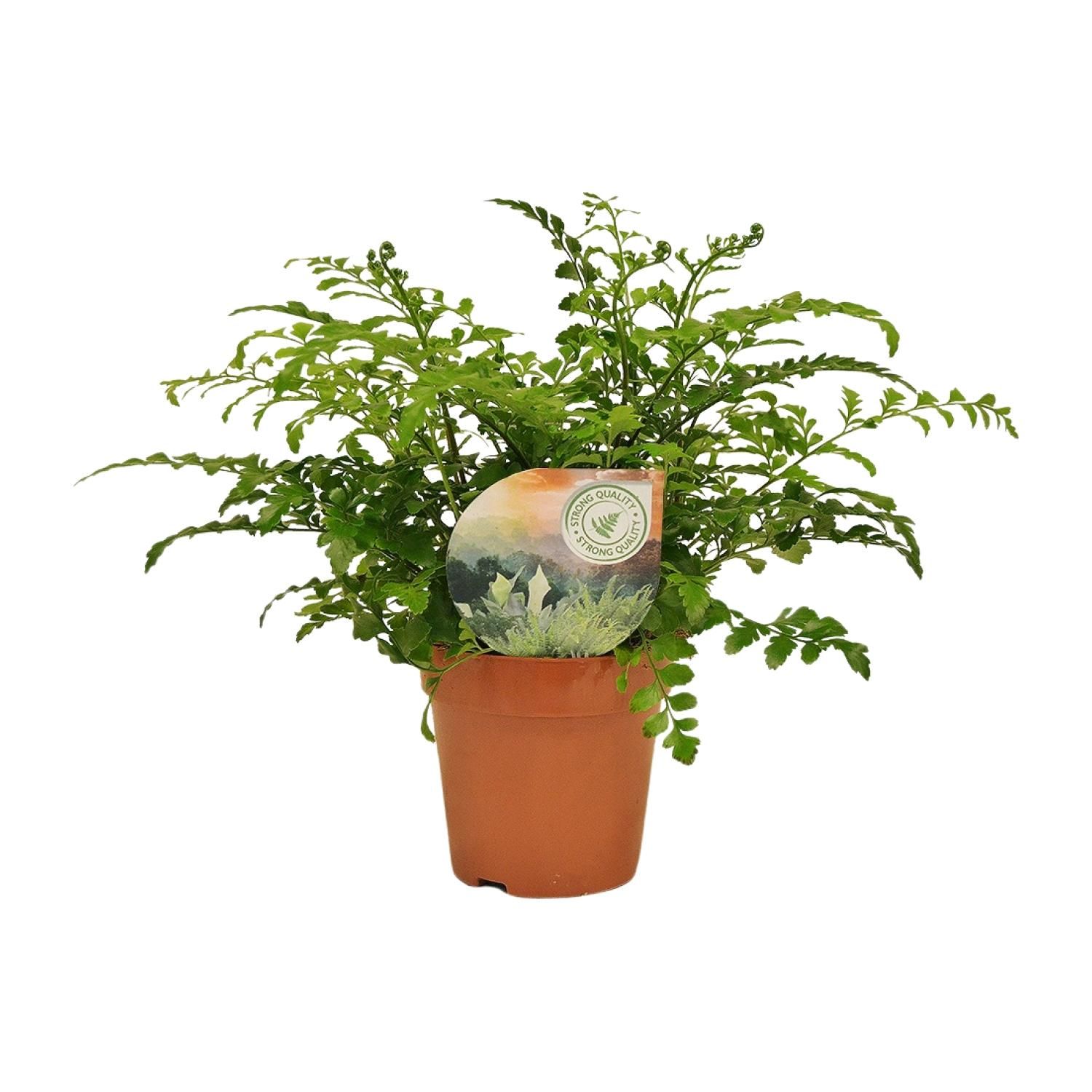 Eleganter Rippenfarn Asplenium Parvati