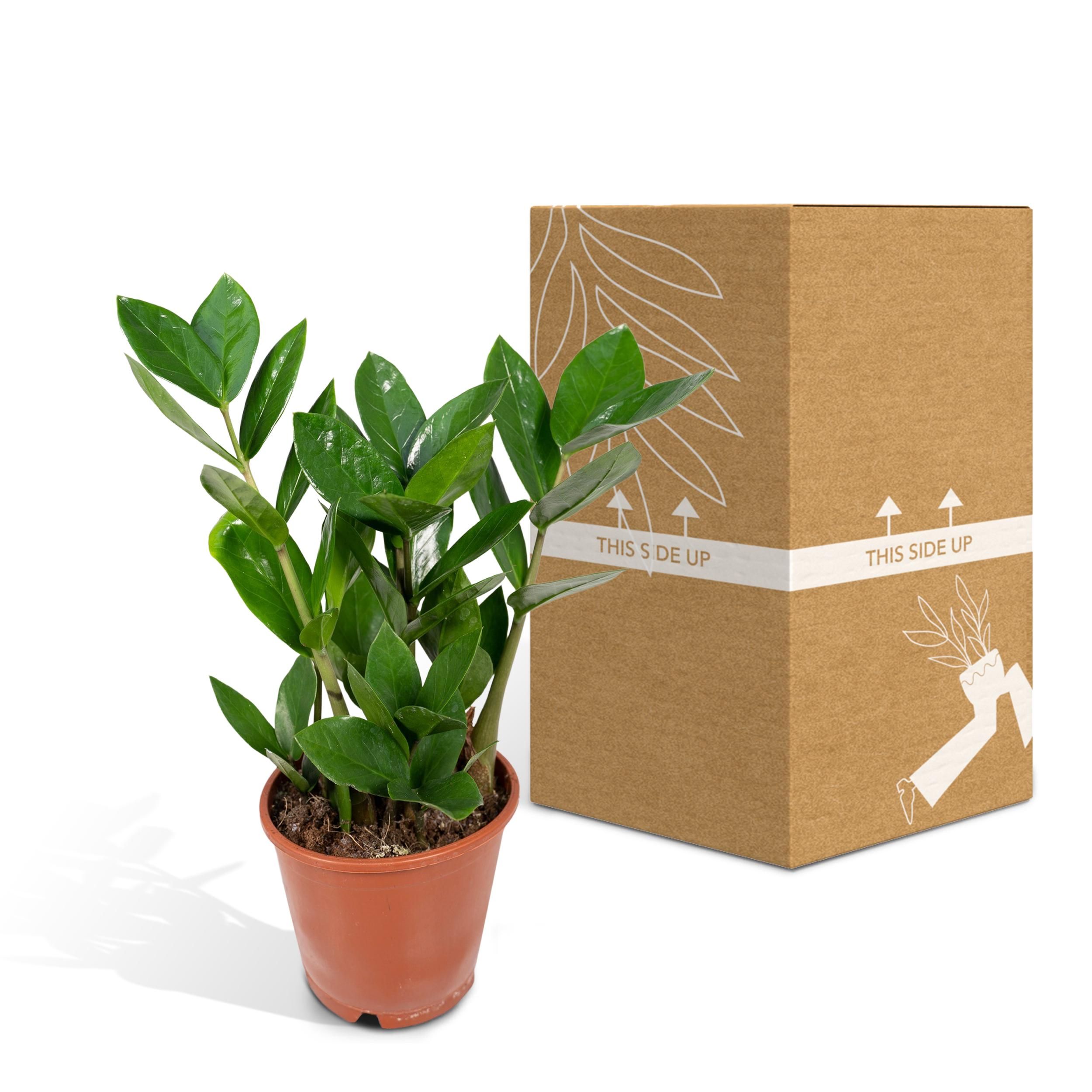 Zamioculcas Pflanze für Innen