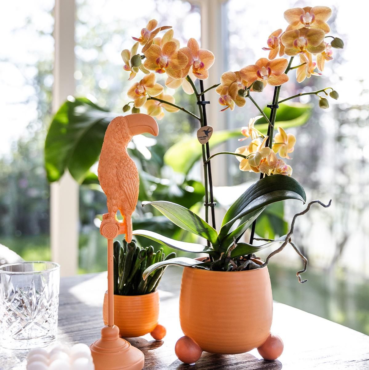 Orange Phalaenopsis Orchidee im eleganten Rolling Peach Topf