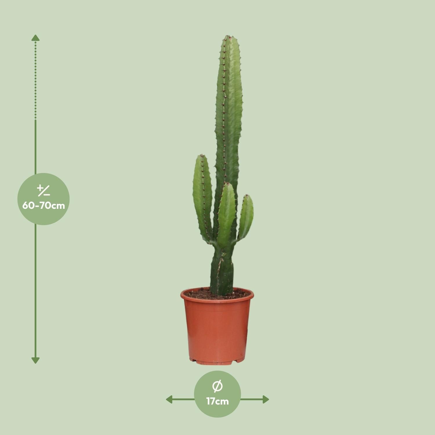 Euphorbia Acrurensis - Charmante Zimmerpflanze