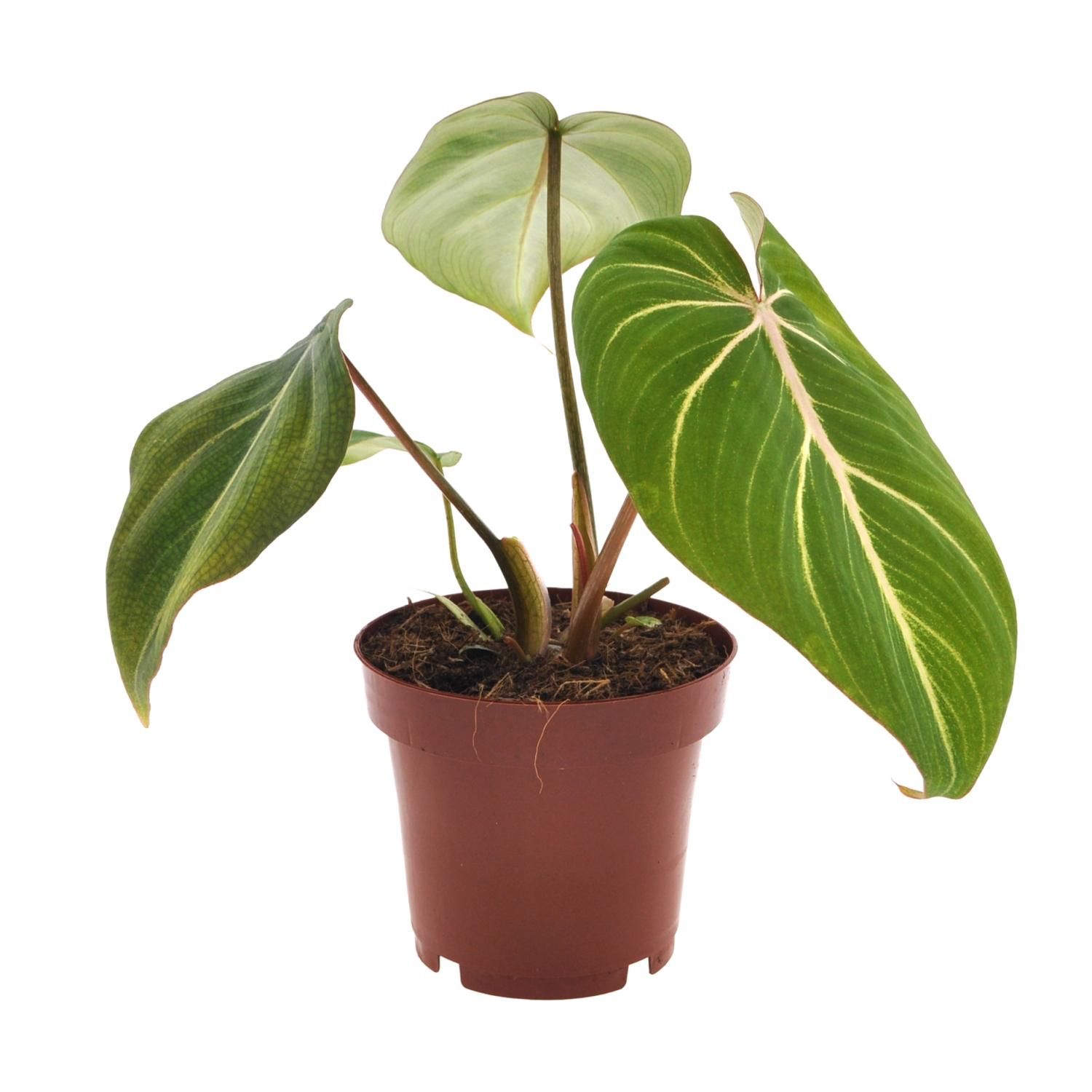 Philodendron Selloum Atom Zimmerpflanze