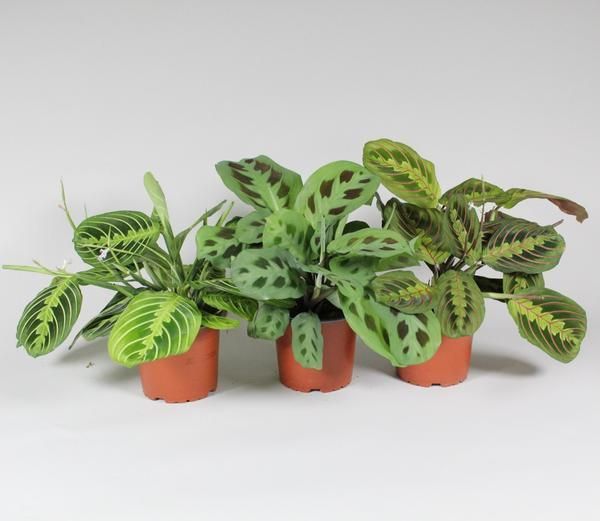 Maranta Leuconeura Fascinator Zimmerpflanze