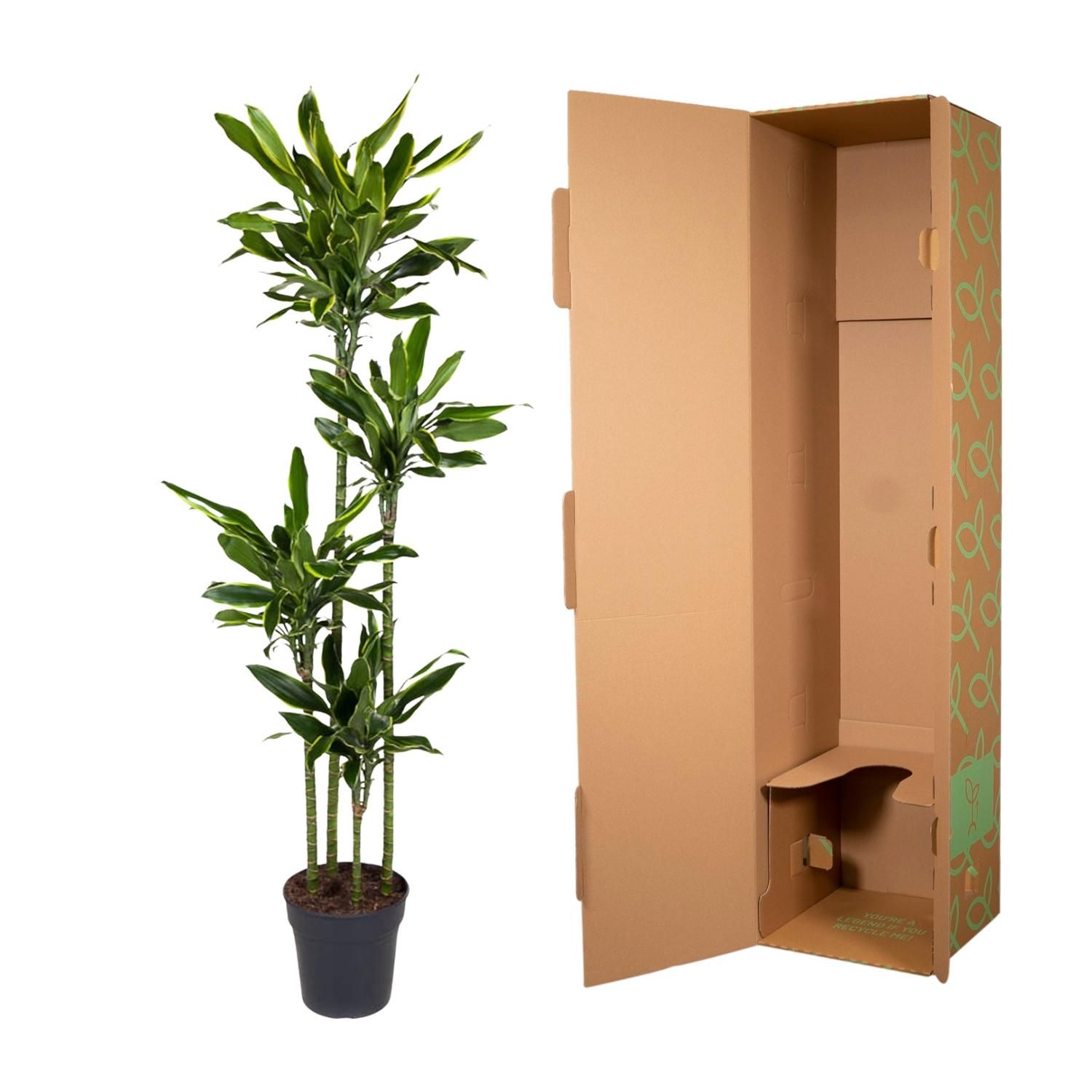 Dracaena Golden Coast Zimmerpflanze