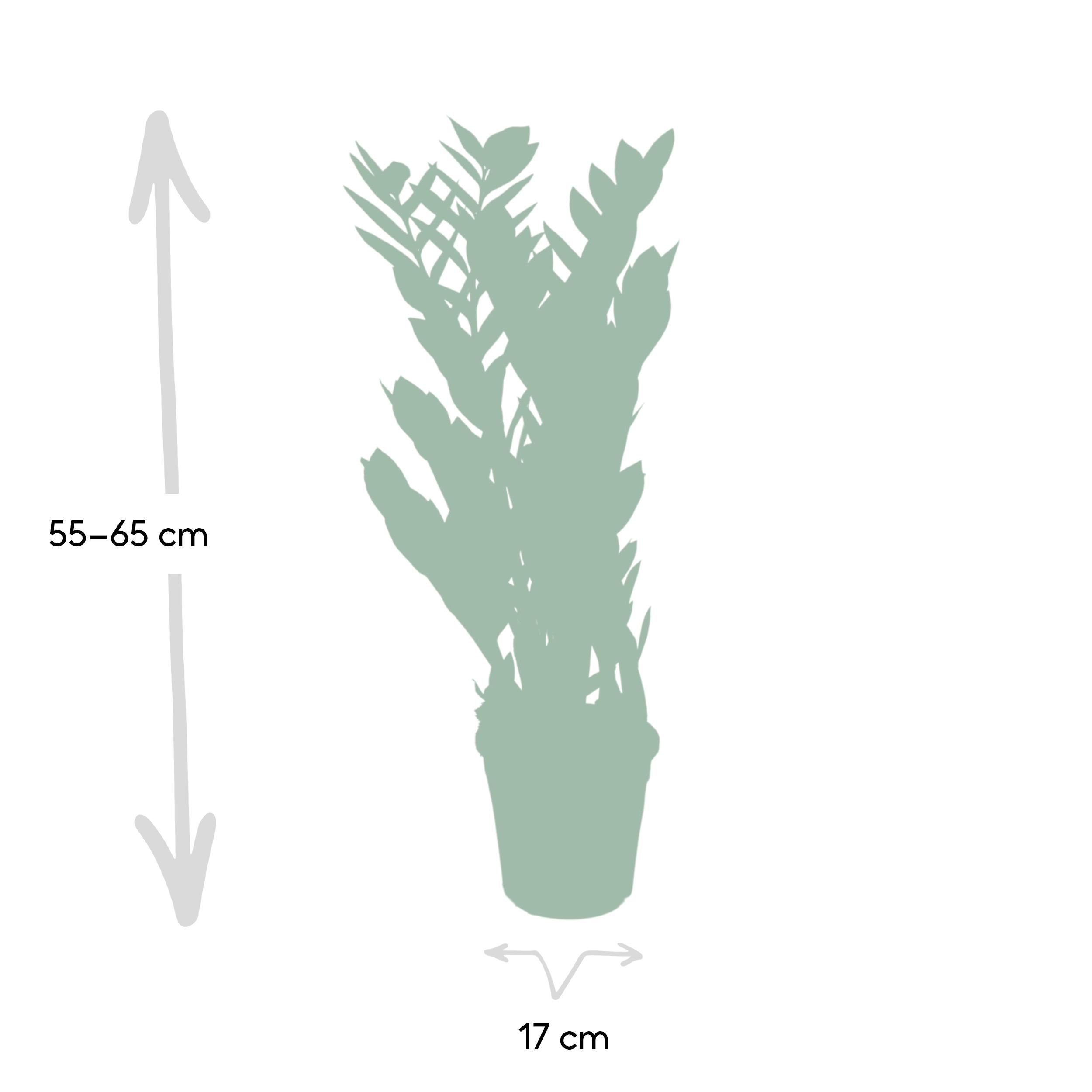 Zamioculcas Zamiifolia Zimmerpflanze