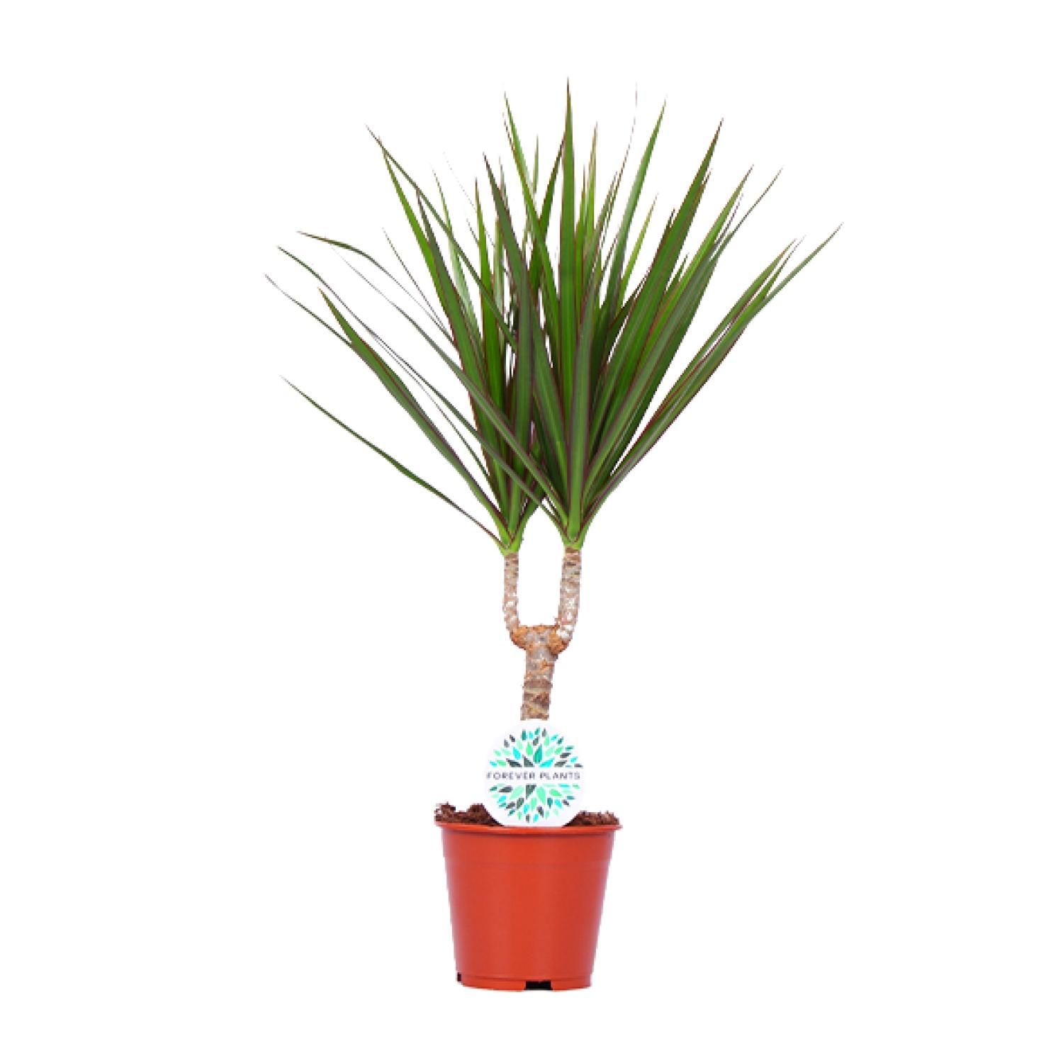 Dracaena Marginata Zimmerpflanze