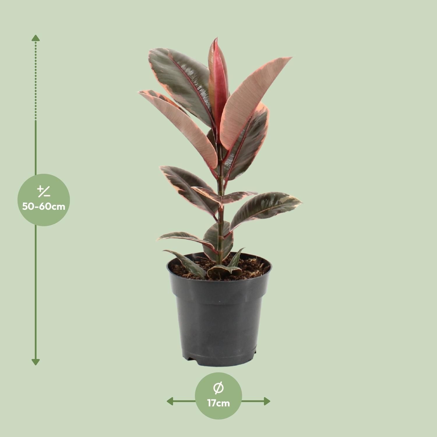 Ficus elastica Belize Zimmerpflanze