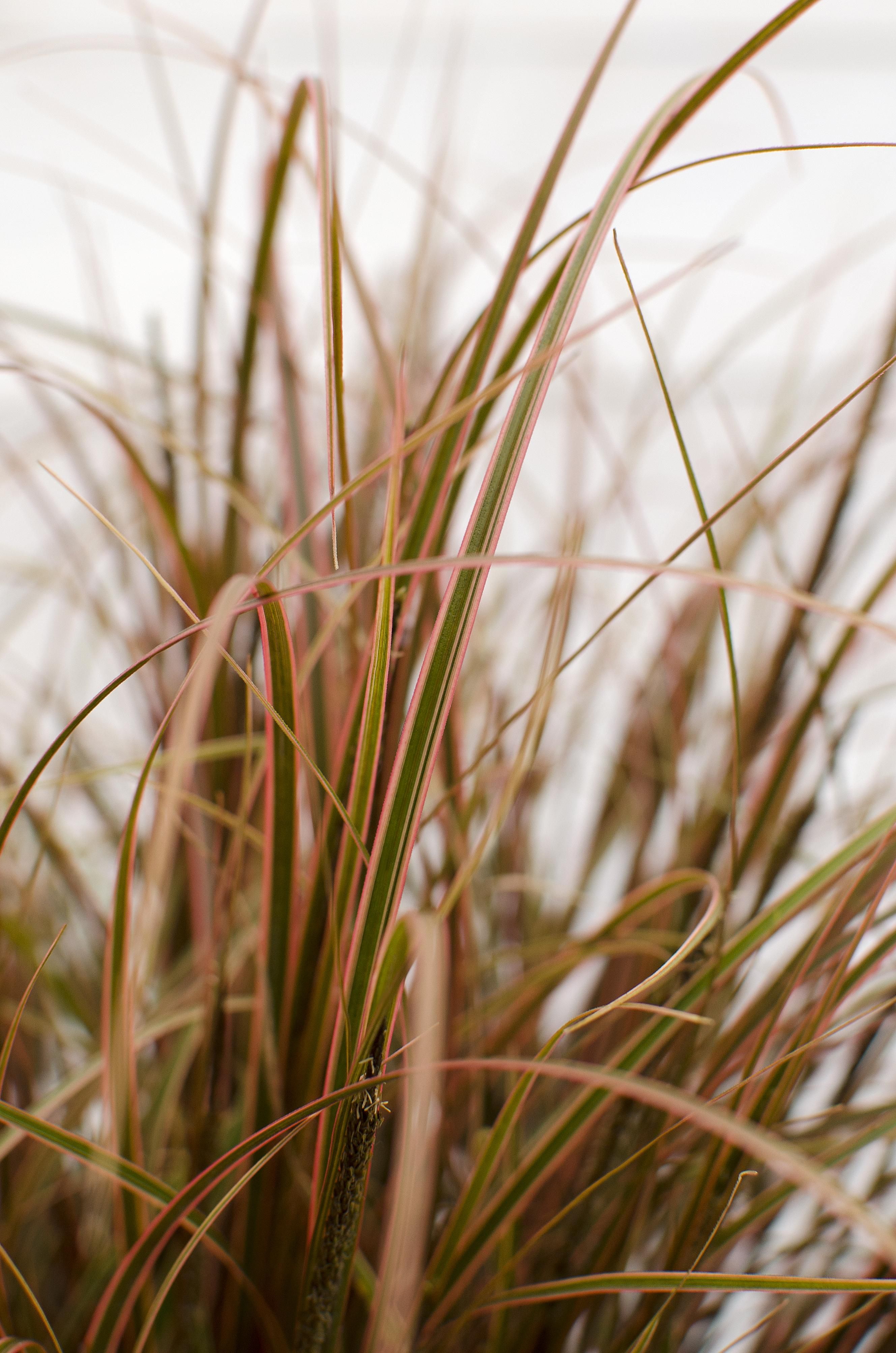 Uncinia rubra Everflame Rote Zegge Gras