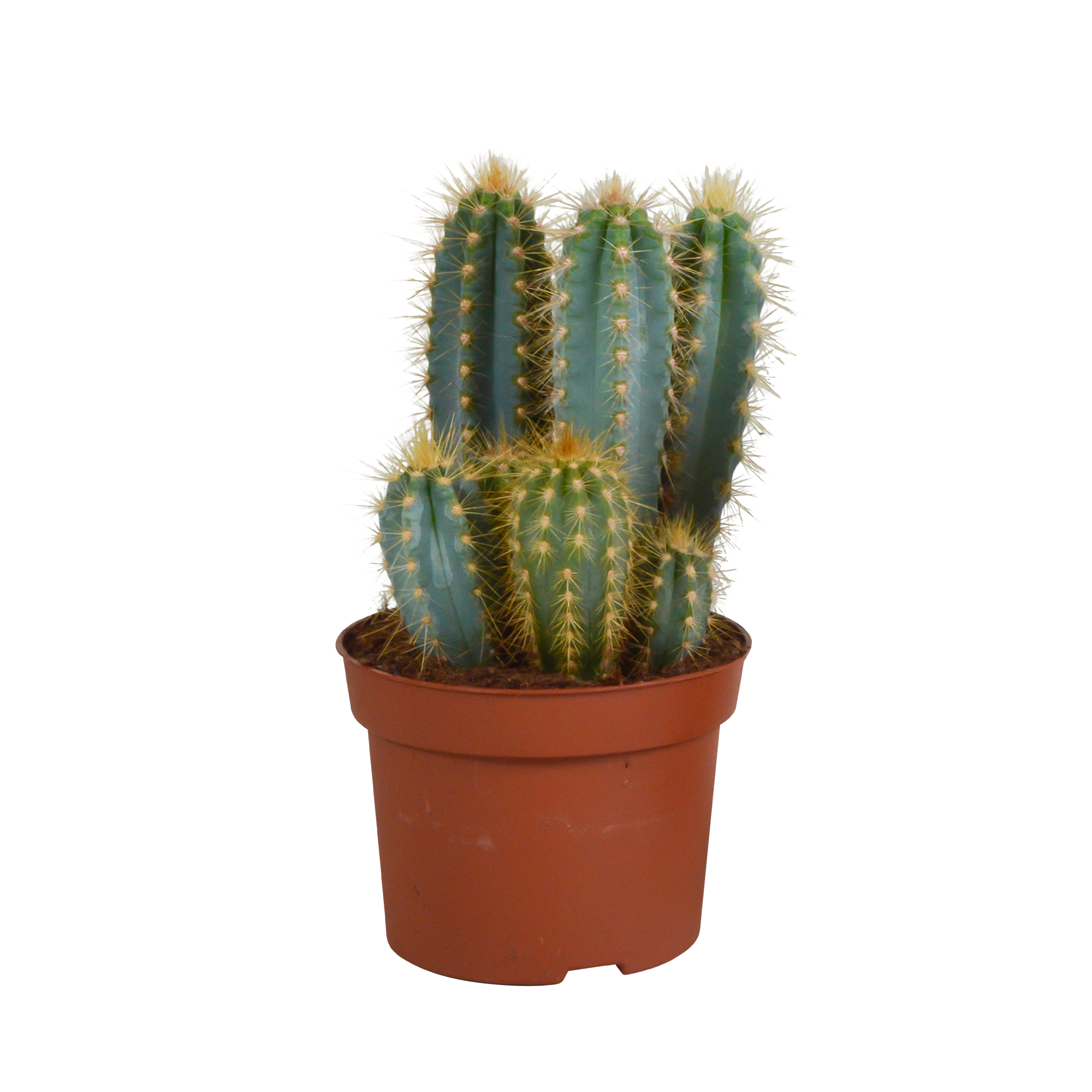 Pilosocereus azureus – Blauer Säulenkaktus – 12cm Topf – Exotische Zimmerpflanze