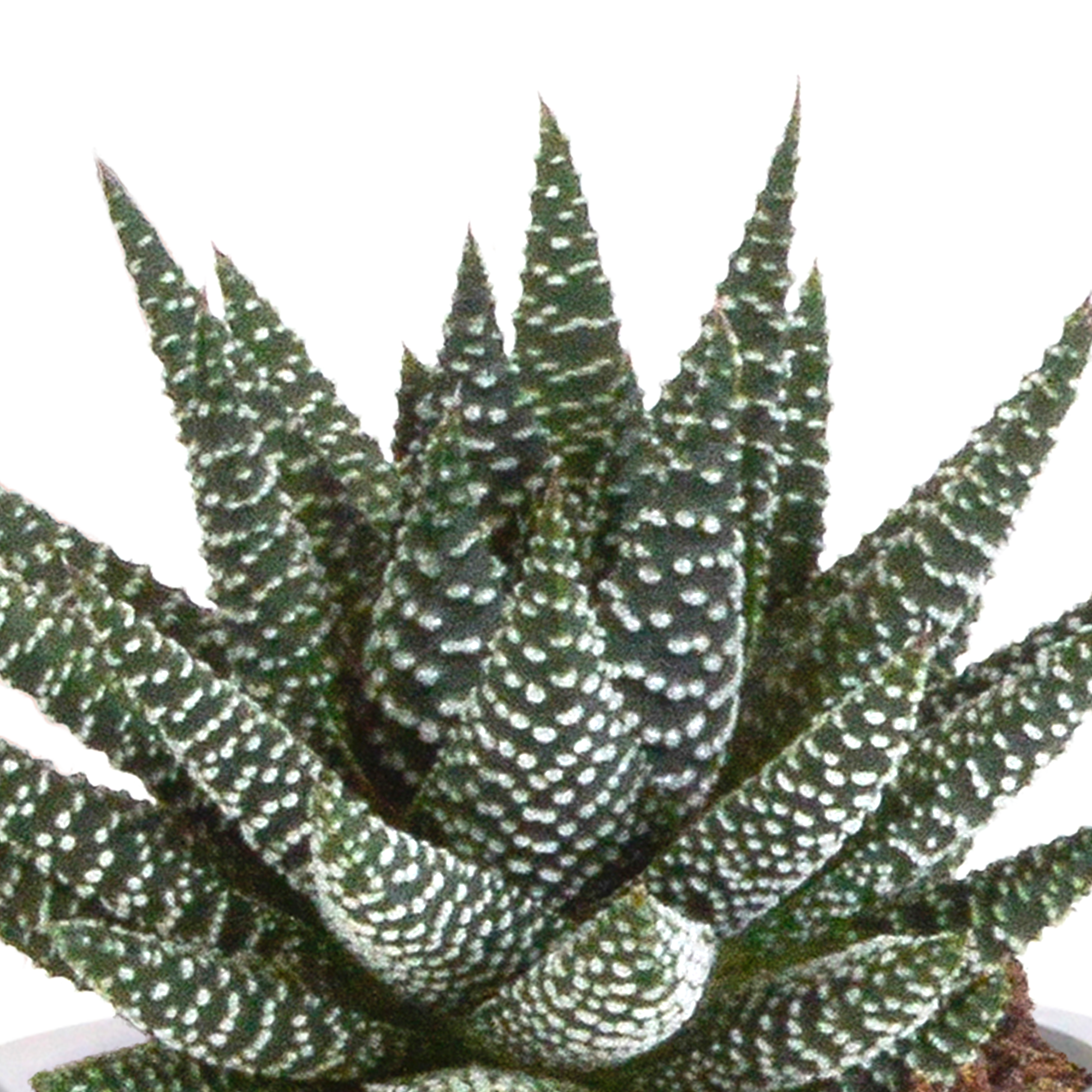 Gasteria und Haworthia Mix in Mexikanischem Topf