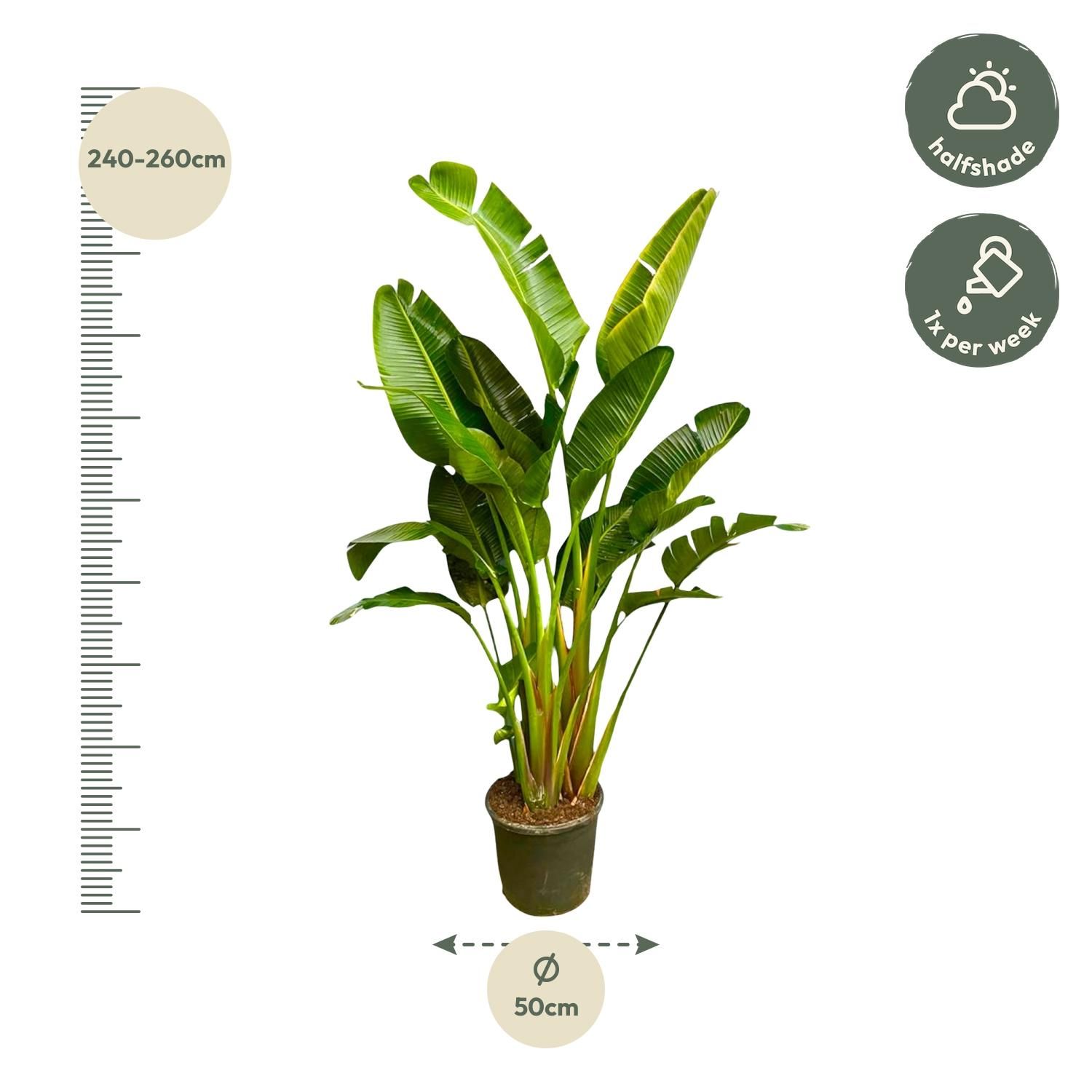 Strelitzia Augusta Weißer Paradiesvogel XXL