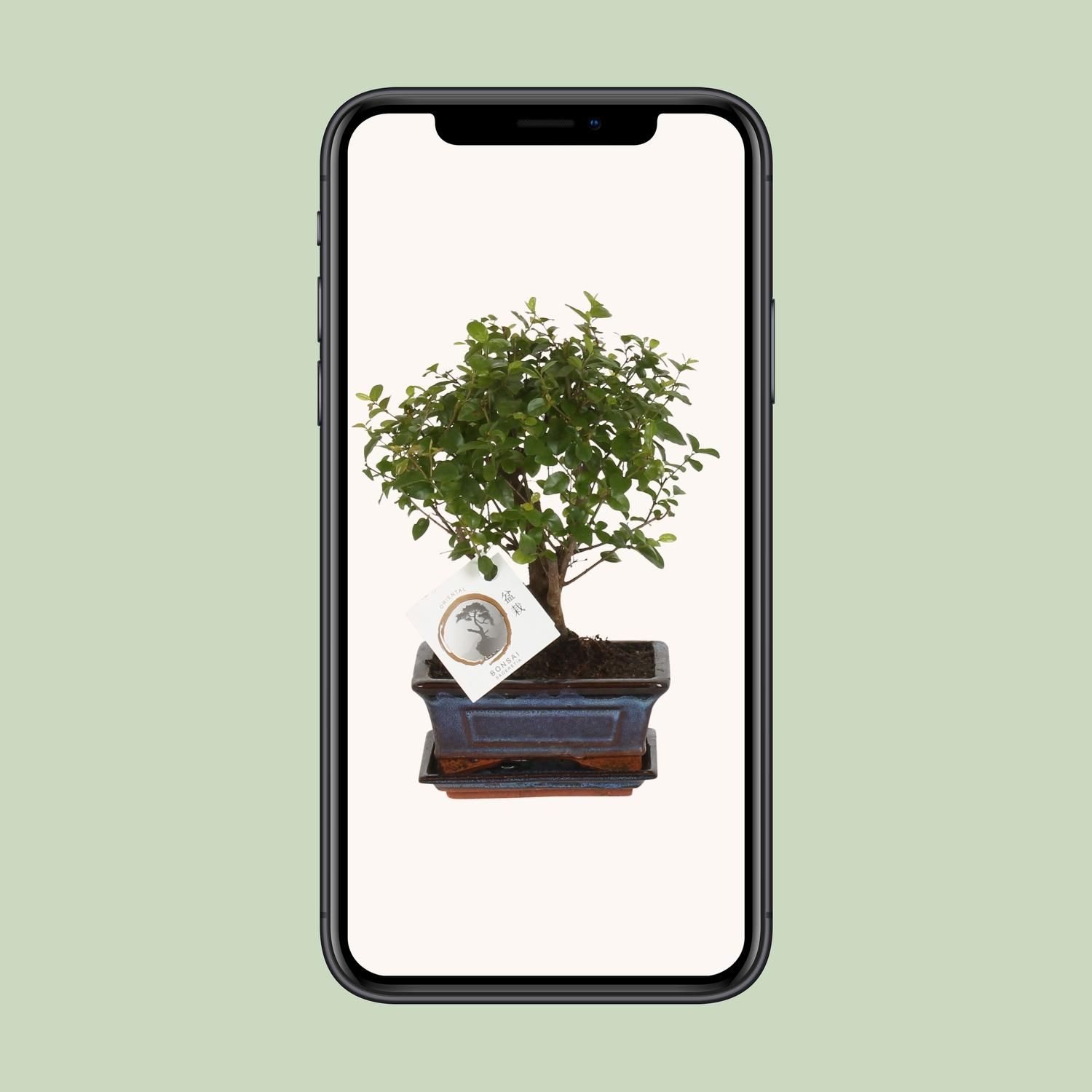 Bonsai Sageretia Kugelform