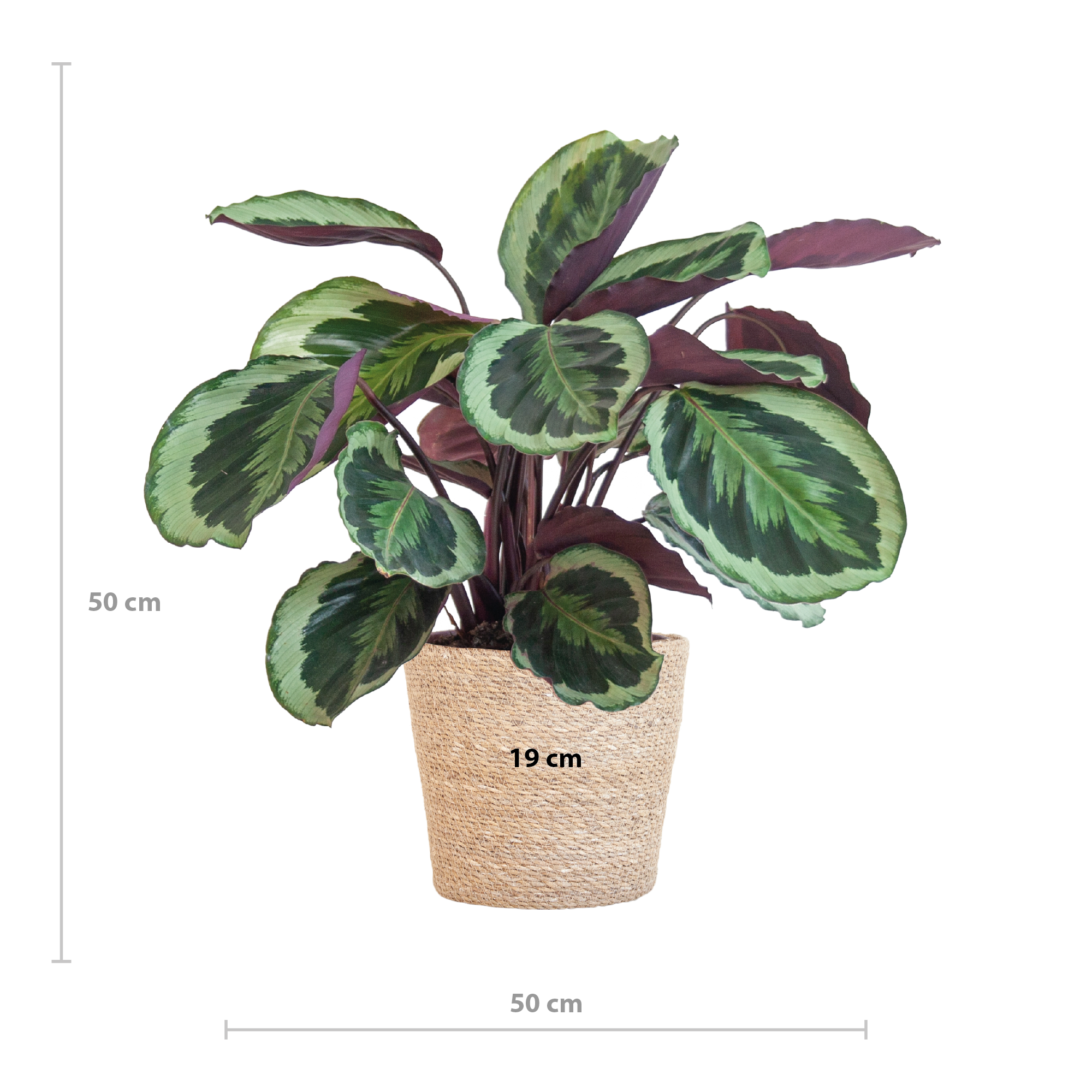 Calathea Medaillon Zimmerpflanze mit Sofia Seegras-Korb