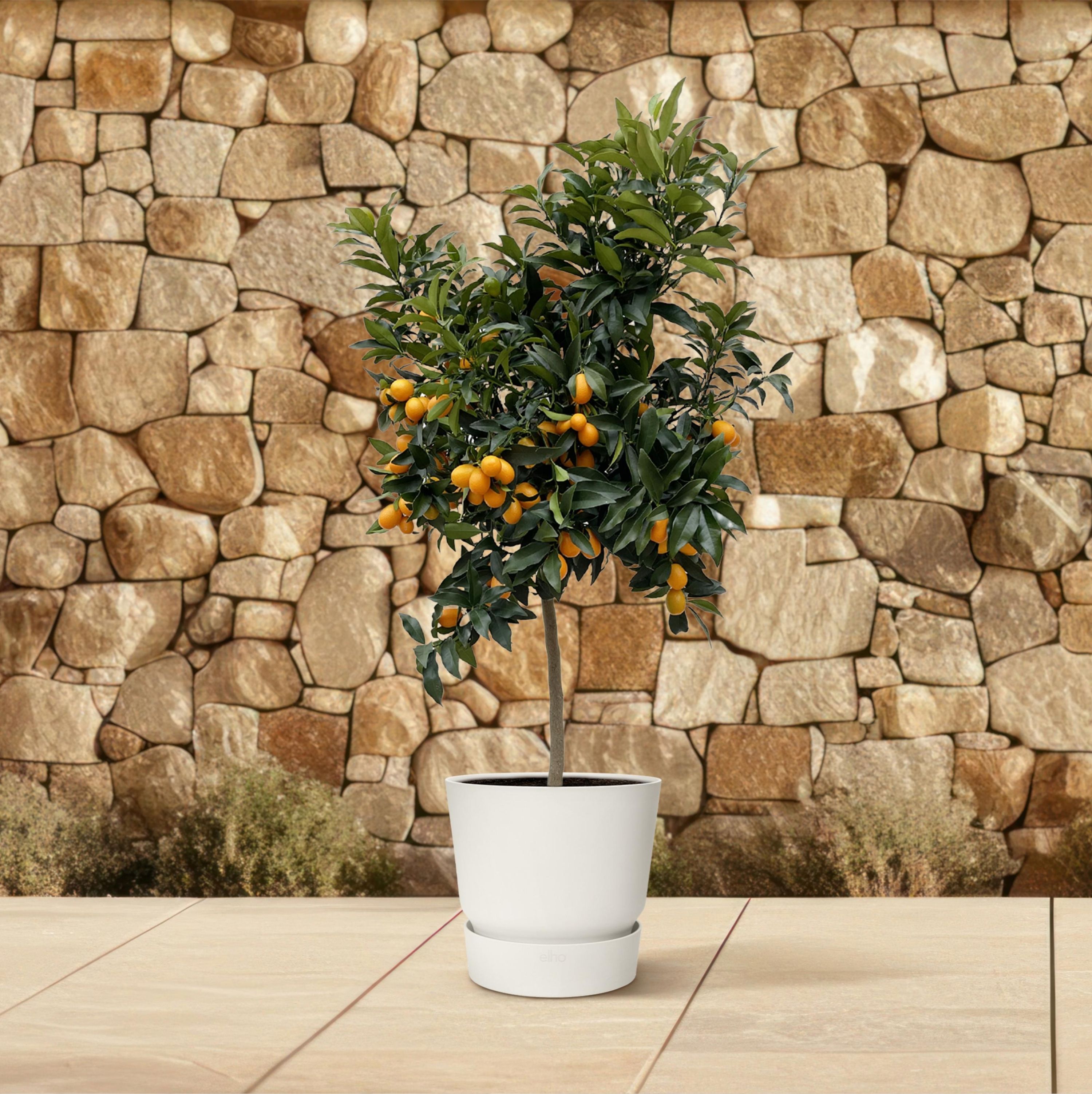 Citrus Kumquat Baum