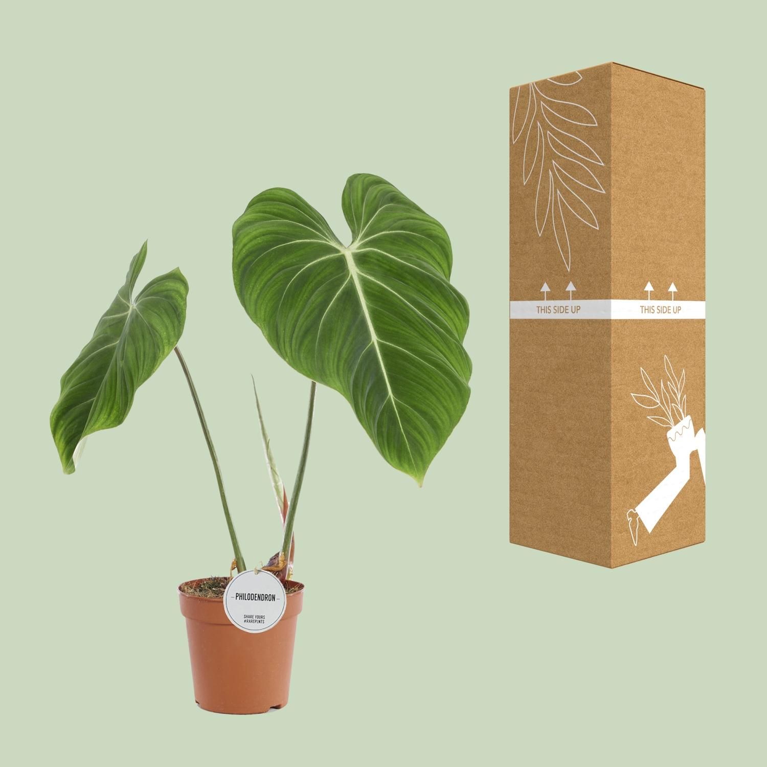 Philodendron Gloriosum Zimmerpflanze