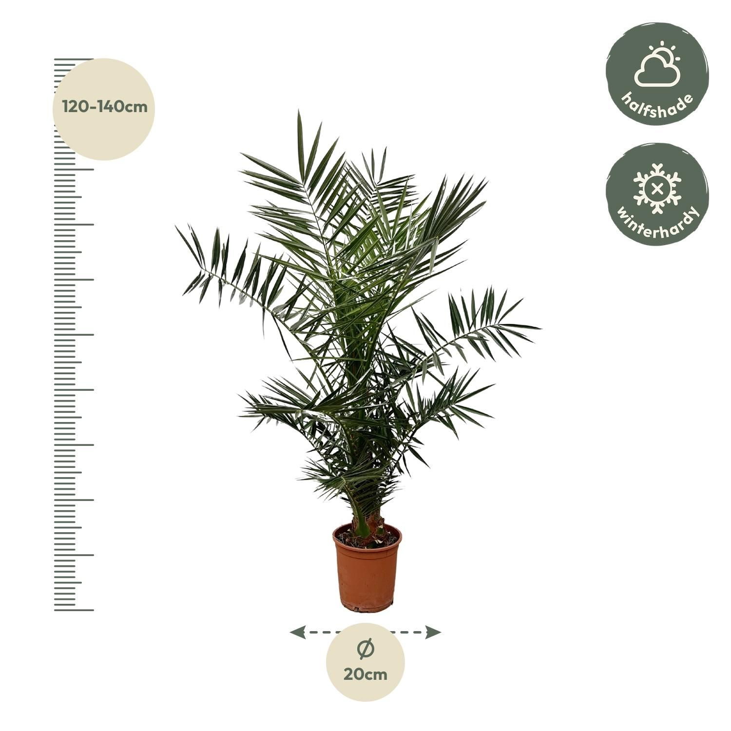 Phoenix Canariensis Kanarische Dattelpalme