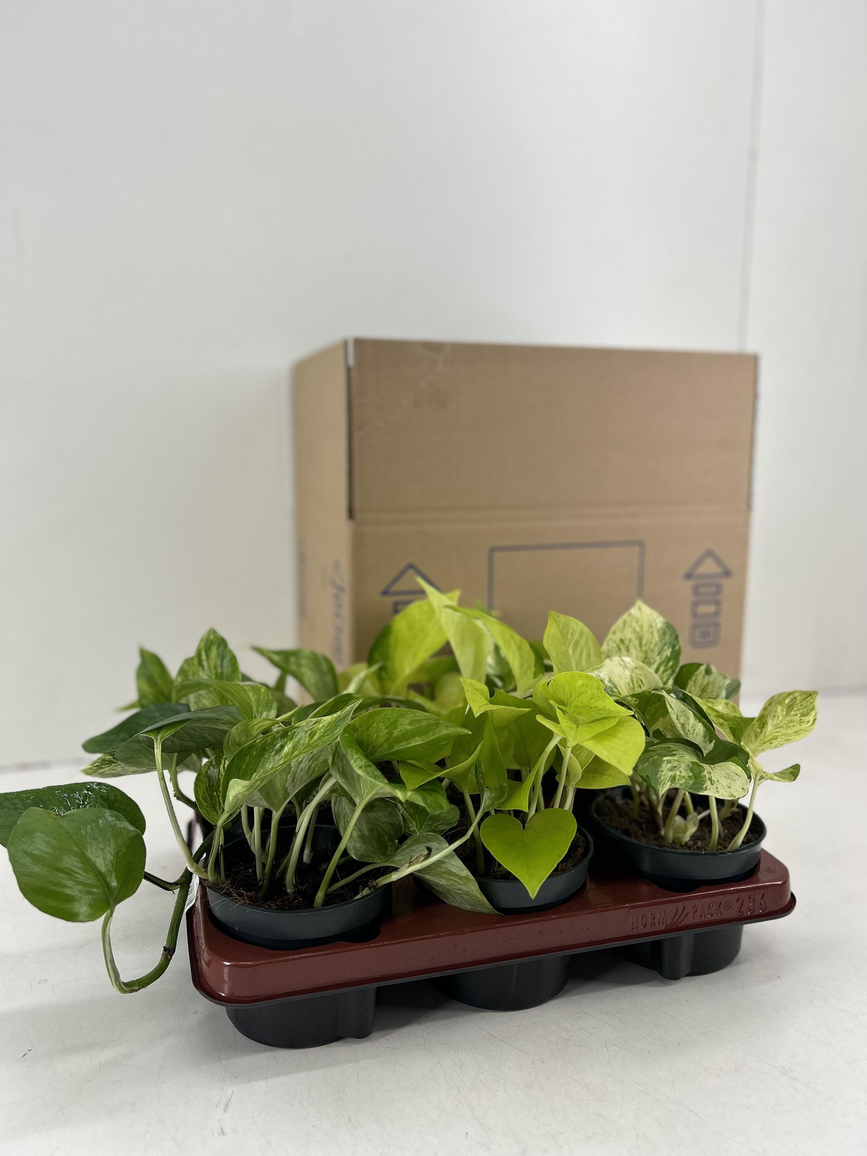 Epipremnum Mix - Vielfältige Zimmerpflanzen