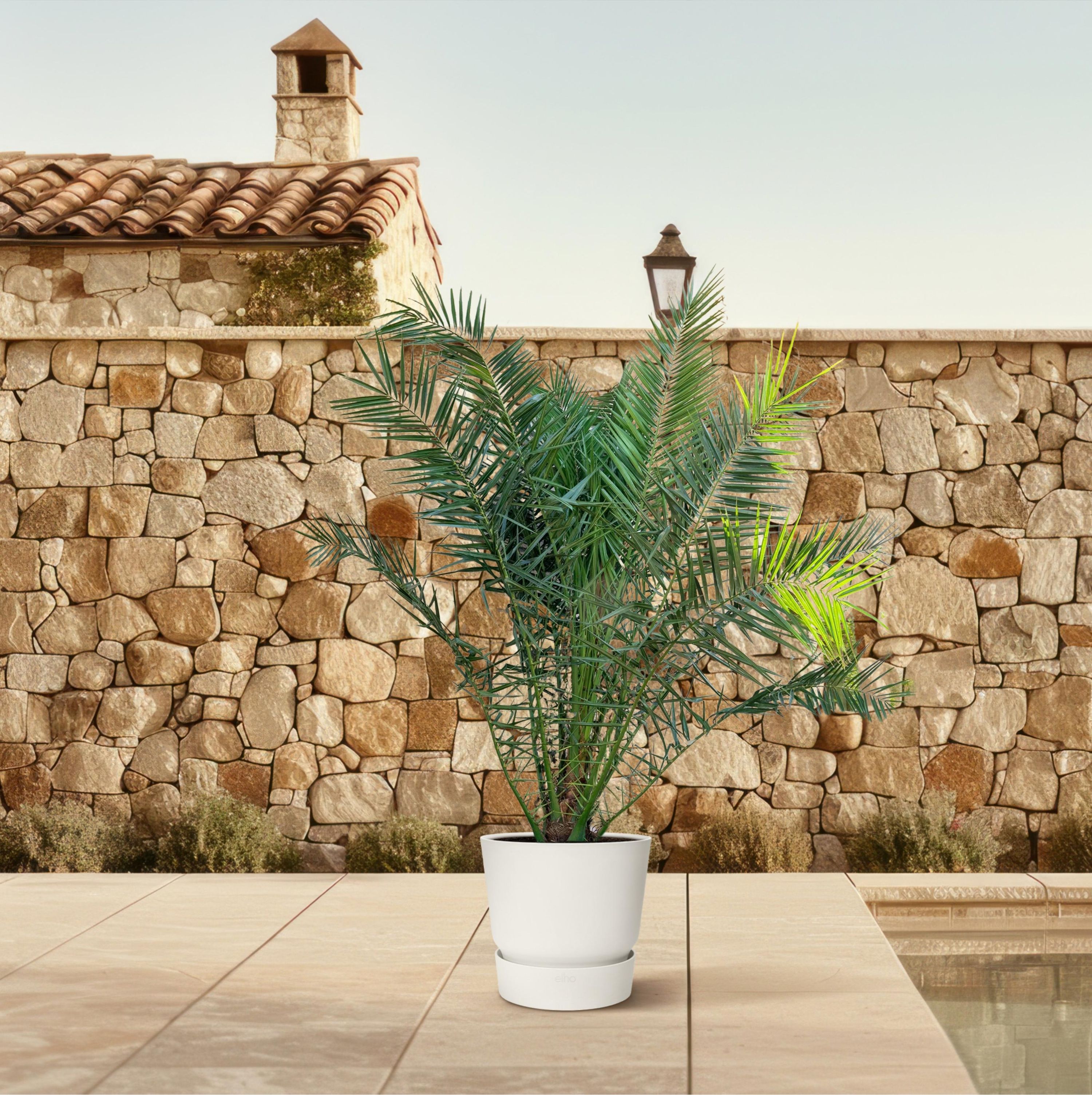 Phoenix Canariensis Kanarische Dattelpalme