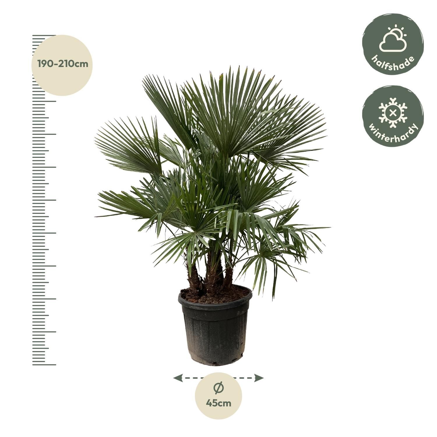 Trachycarpus Palme großer Fächer - mehrstämmig