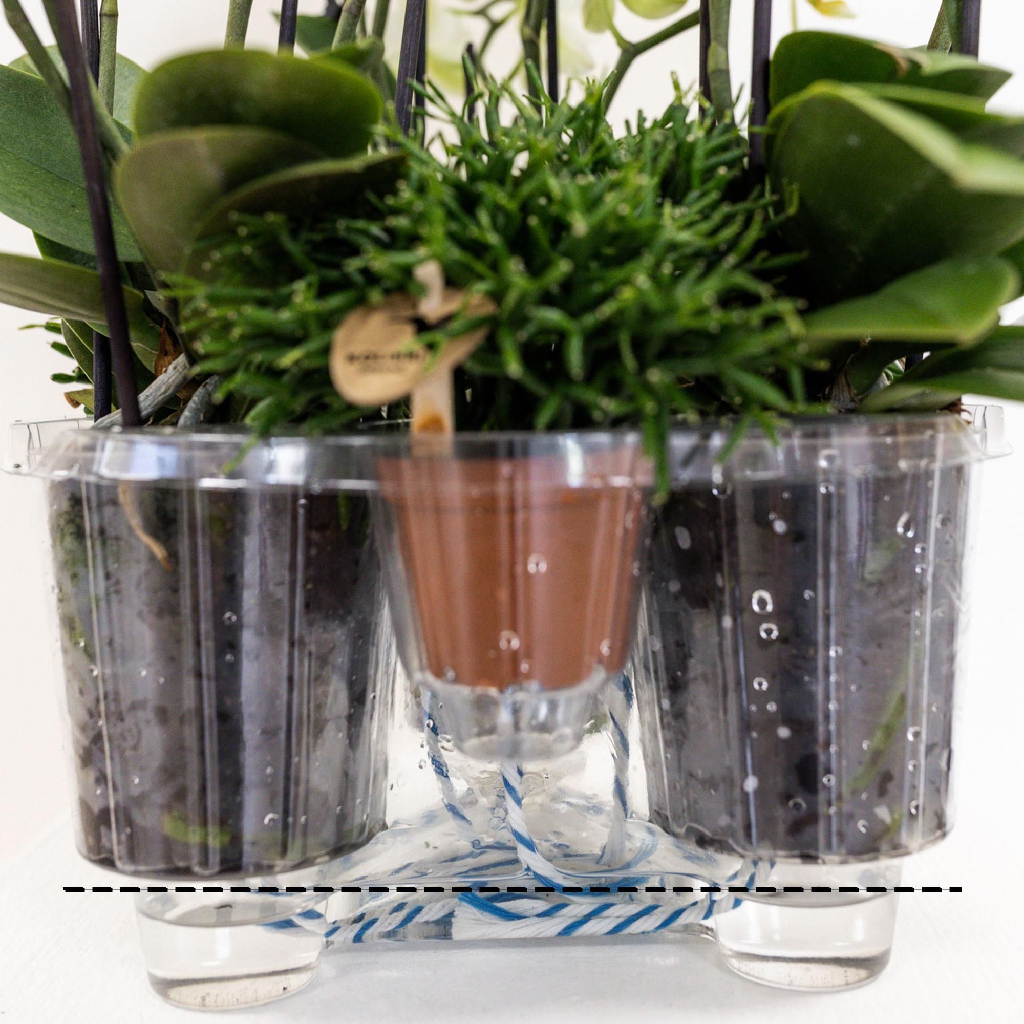 Orchideen Wassereinlage mit Wasserreservoir für Kolibri Bouquet