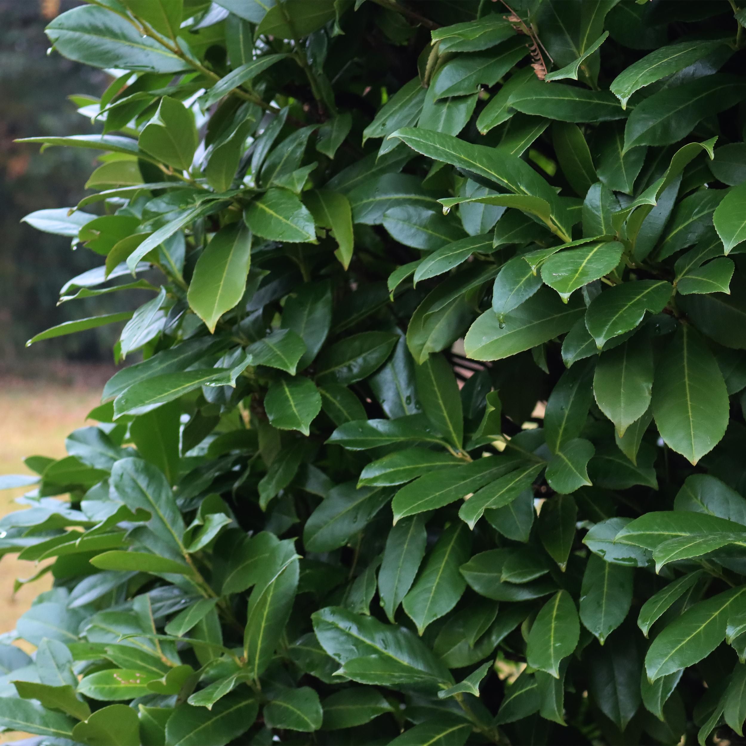 Heckenpflanzen Prunus Novita – 6 Pflanzen – 1 Meter Immergrün