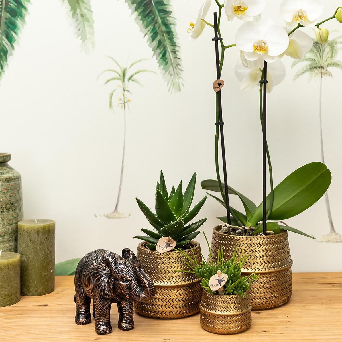 Phalaenopsis Orchidee und Aloe Sukkulente im Goldtopf