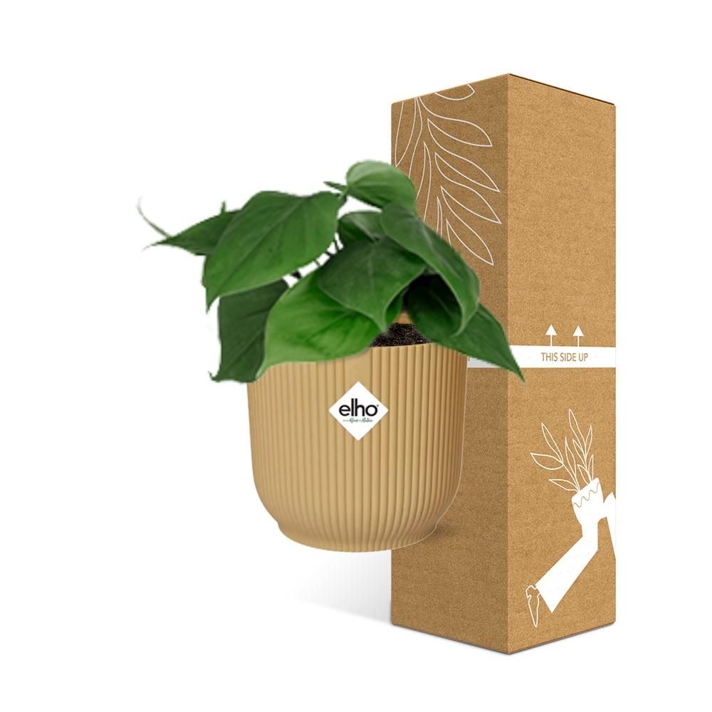 Philodendron Scandens Zimmerpflanze