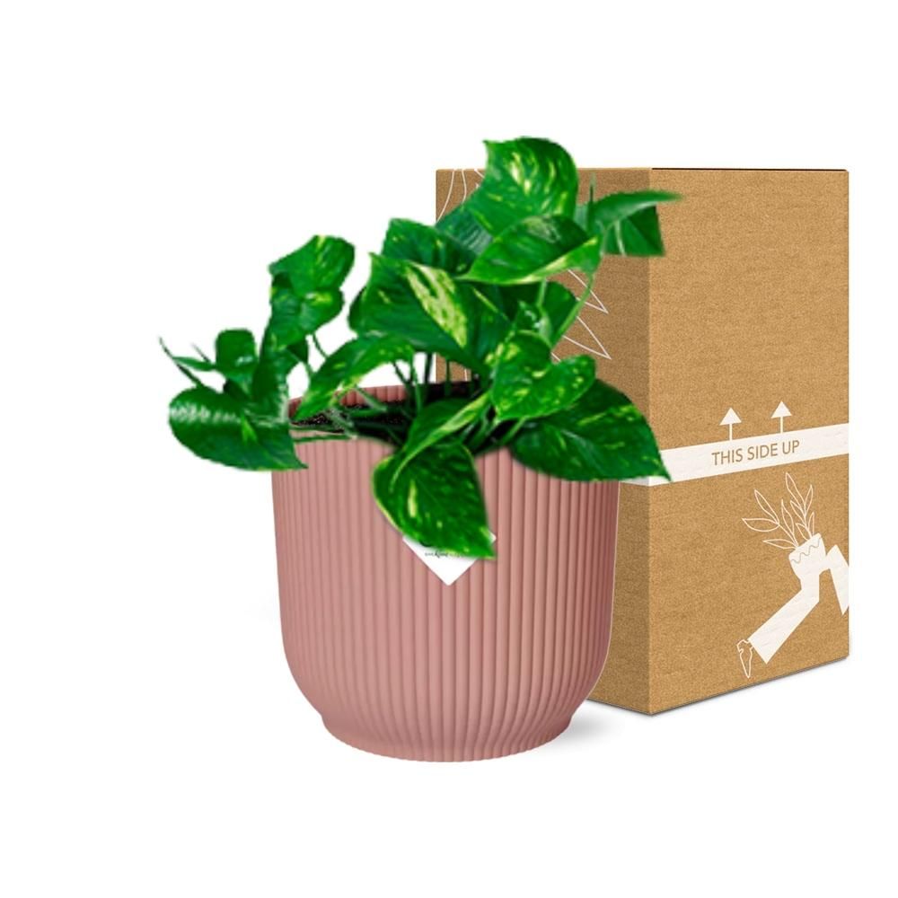Epipremnum Pinnatum Aureum Zimmerpflanze