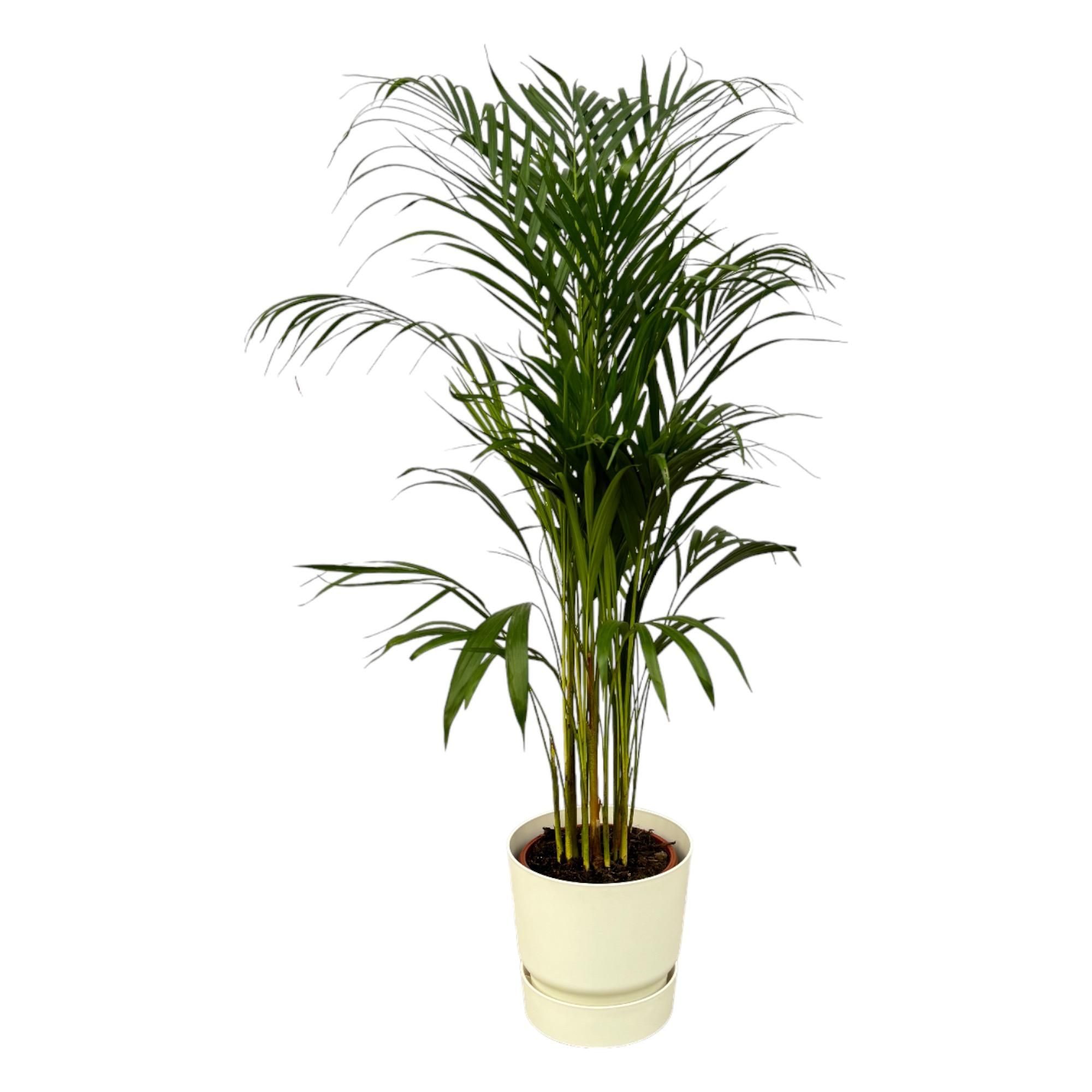 Areca-Palme im modernen Übertopf
