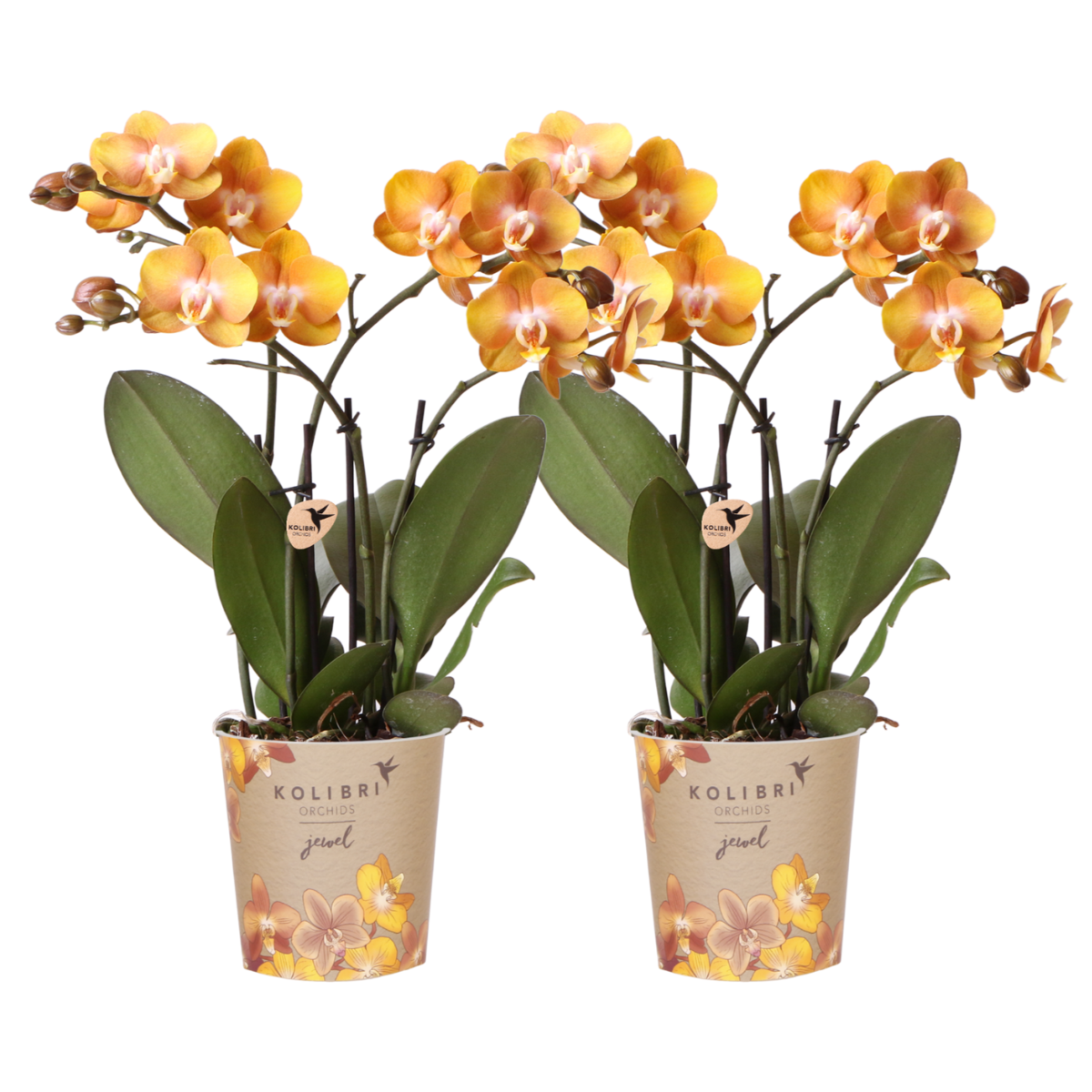 Phalaenopsis Orchidee Kombi-Angebot – 2 blühende Zimmerpflanzen – Topf Ø12cm