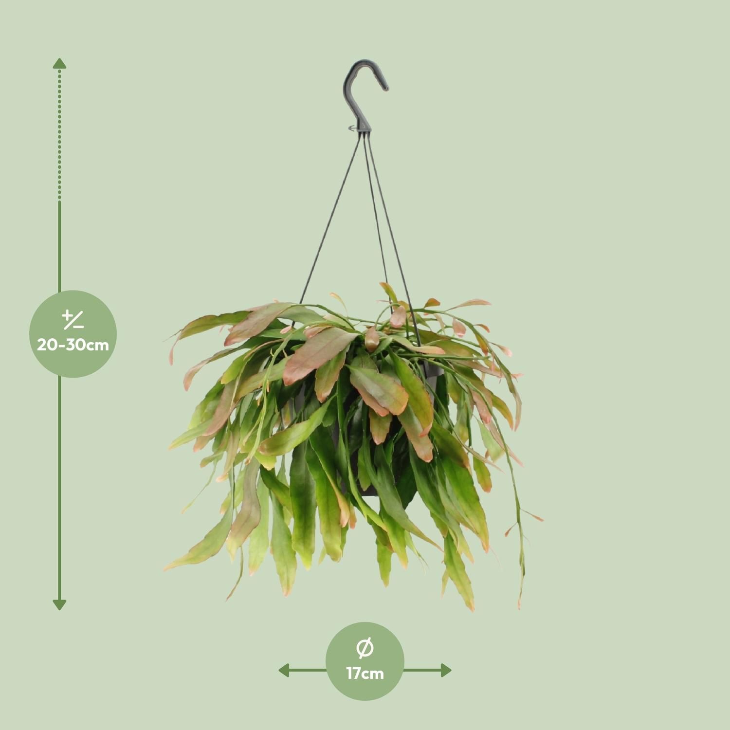 Rhipsalis Red Coral Zimmerpflanze
