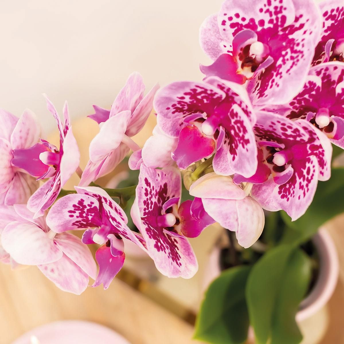 Phalaenopsis Orchidee in kräftigen Rosatönen