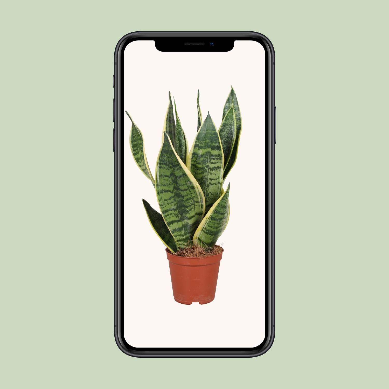 Sansevieria trifasciata Futura Superba Zimmerpflanze