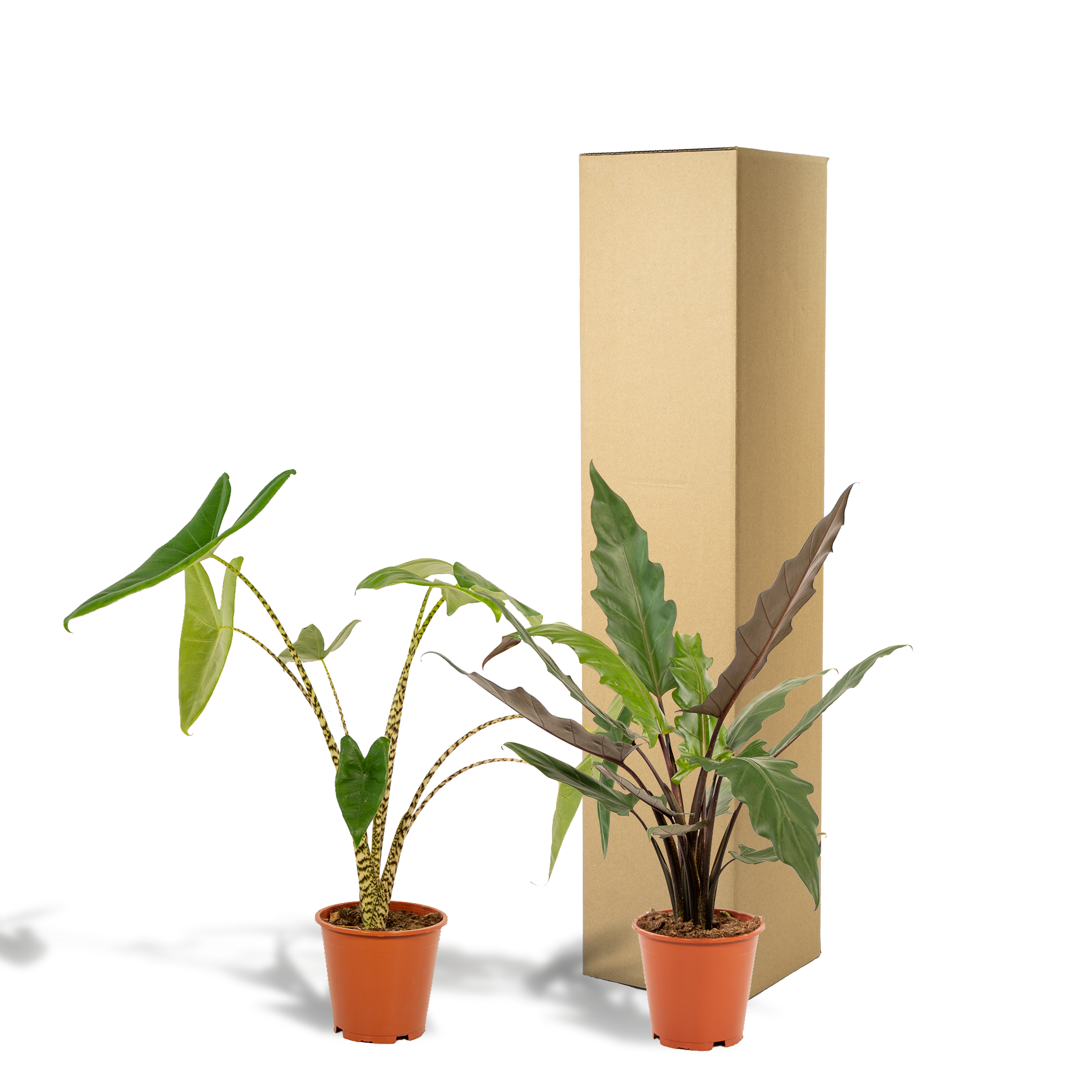 Alocasia Zebrina und Alocasia Lauterbachiana Zimmerpflanzen