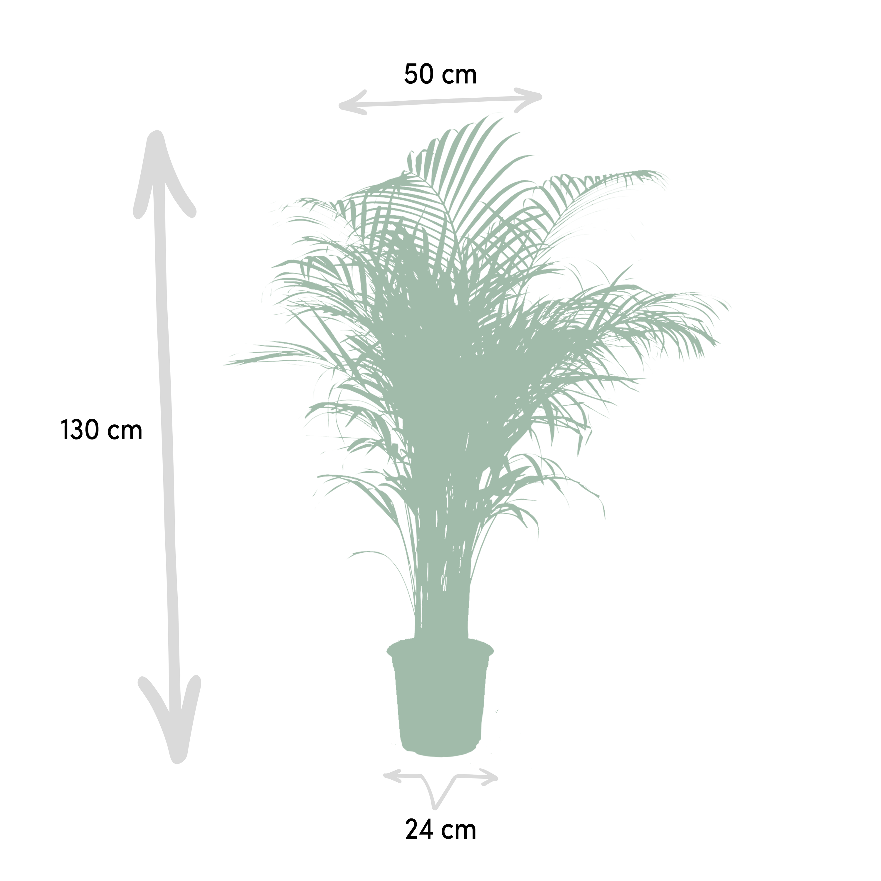 Areca-Palme – elegante tropische Zimmerpflanze