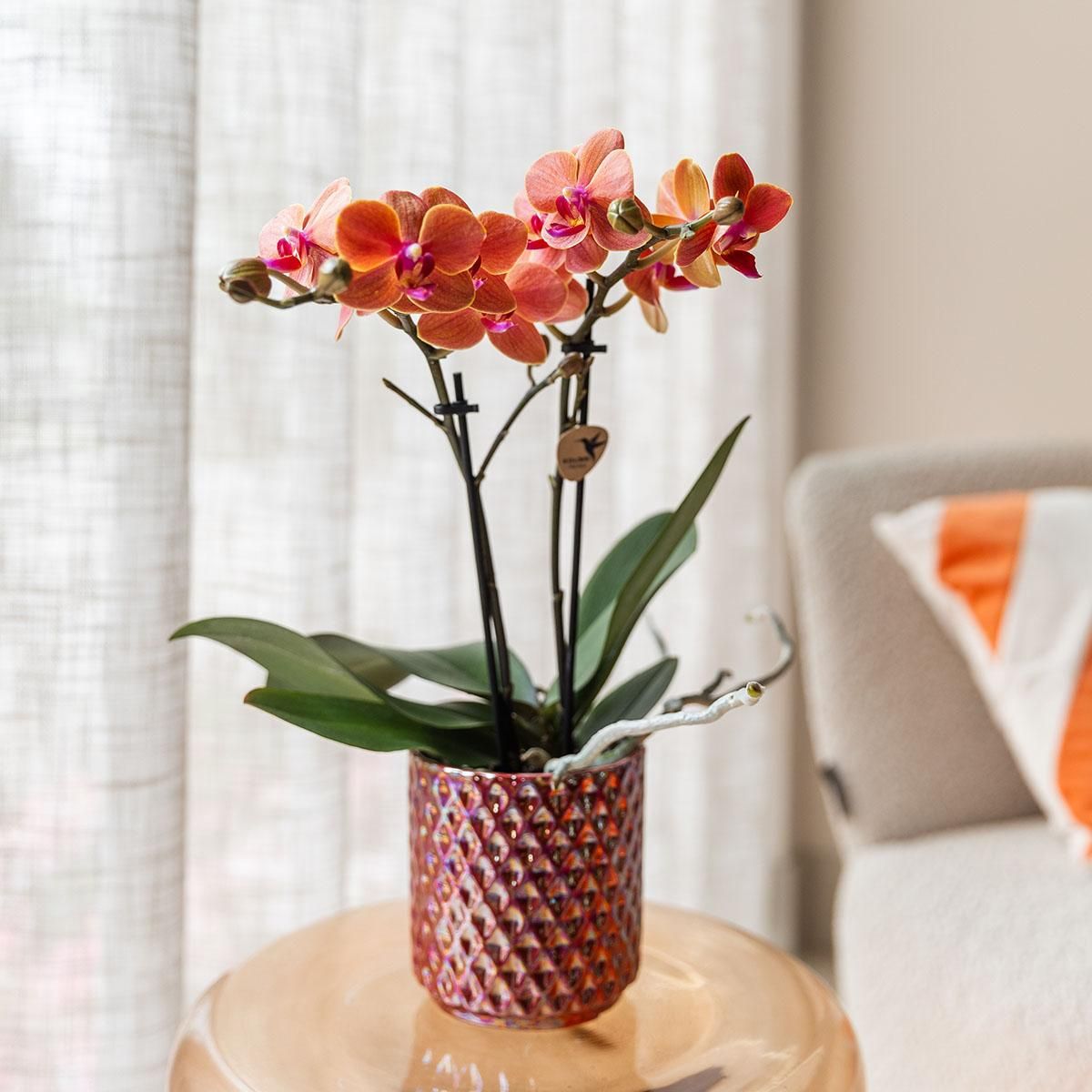 Orchidee Diamond Pearl Rot – Blühfreudig | 9cm Topf