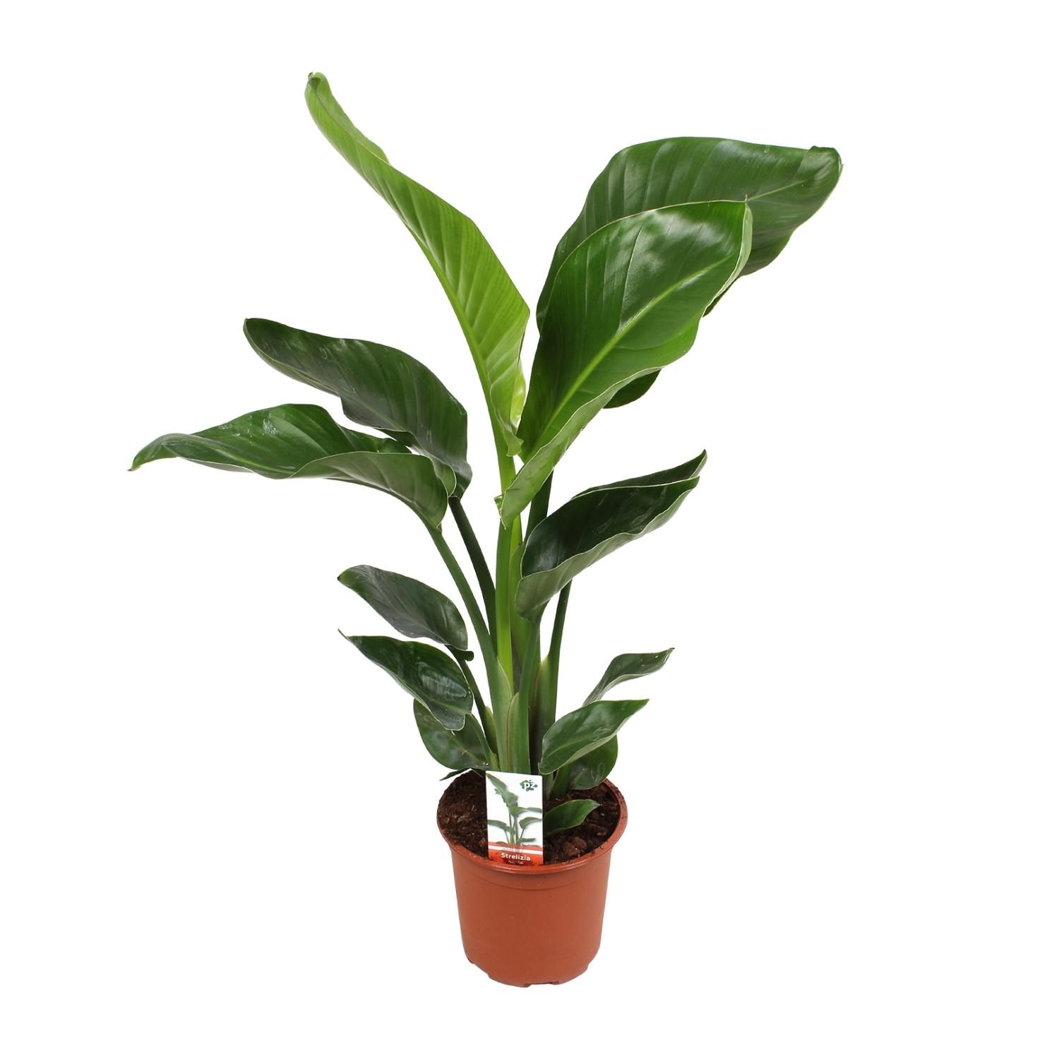 Strelitzia Nicolai Paradiesvogelblume Zimmerpflanze