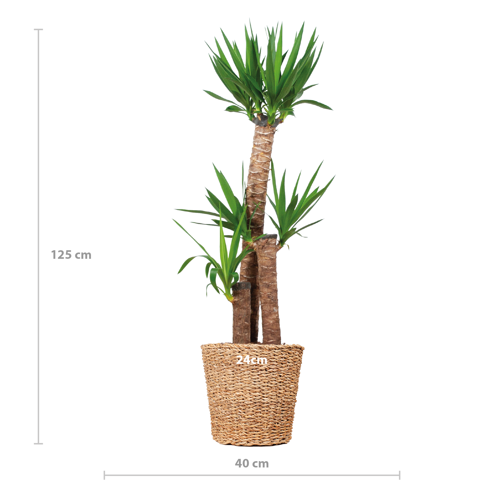 Yucca XL mit Korb – 125 cm – Ø24 Topfgröße