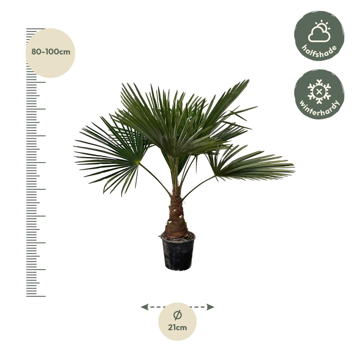 Trachycarpus Fortunei Palme